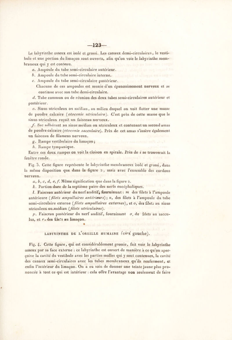 —123 Le labyrinthe osseux est isolé et grossi. Les canaux demi-circulaires, le vesti- bule et une portion du limaçon sont ouverts, afin qu’on voie le labyrinthe mem- braneux qui y est contenu. a. Ampoule du tube semi-circulaire antérieur. b. Ampoule du tube semi-circulaire interne. c. Ampoule du tube semi-circulaire postérieur. Chacune de ces ampoules est munie d’un épanouissement nerveux et se continue avec son tube demi-circulaire. d. Tube commun ou de réunion des deux tubes semi-circulaires antérieur et postérieur. e. Sinus utriculeux ou médian, au milieu duquel on voit flotter une masse de poudre calcaire (otoconie utriculaire). C’est près de cette masse que le sinus utriculeux reçoit un faisceau nerveux. /• Sac adhérant au sinus médian ou utriculeux et contenant un second amas de poudre calcaire (otoconie sacculaire). Près de cet amas s’insère également un faisceau de fila mens nerveux. g. Rampe vestibulaire du limaçon ; h. Rampe tympanique. Entre ces deux rampes on voit la cloison en spirale. Près de i se trouverait la fenêtre ronde. Fig. 3. Cette figure représente le labyrinthe membraneux isolé et grossi, dans la même disposition que dans la figure 2 , mais avec l’ensemble des cordons nerveux. a, b, c, d, e, f. Même signification que dans la figure 2. À*. Portion dure de la septième paire des nerfs encéphaliques. I. Faisceau antérieur du nerf auditif, fournissant : m des filets à l’ampoule antérieure ( filets ampullaires antérieurs); n, des filets a l’ampoule du tube semi-circulaire externe [filets ampullaires externes'), et o, des filets au sinus utriculeux ou.médian [filets utriculaires). p. Faisceau postérieur du nerf auditif, fournissant a, de filets au saccu- lus, et r* des filets au limaçon. LABYRINTHE DE l’oREILLE HUMAINE (CO'e gauche). Fig. 4. Cette figure, qui est considérablement grossie, fait voir le labyrinthe osseux par sa face externe : ce labyrinthe est ouvert de manière à ce qu’011 aper- çoive la cavité du vestibule avec les parties molles qui y sont contenues, la cavité des canaux semi-circulaires avec les tubes membraneux qu’ils renferment, et enfin l’intérieur du limaçon. On a eu soin de donner une teinte jaune plus pro- noncée a tout ce qui est intérieur : cela offre l’avantage non seulement de faire