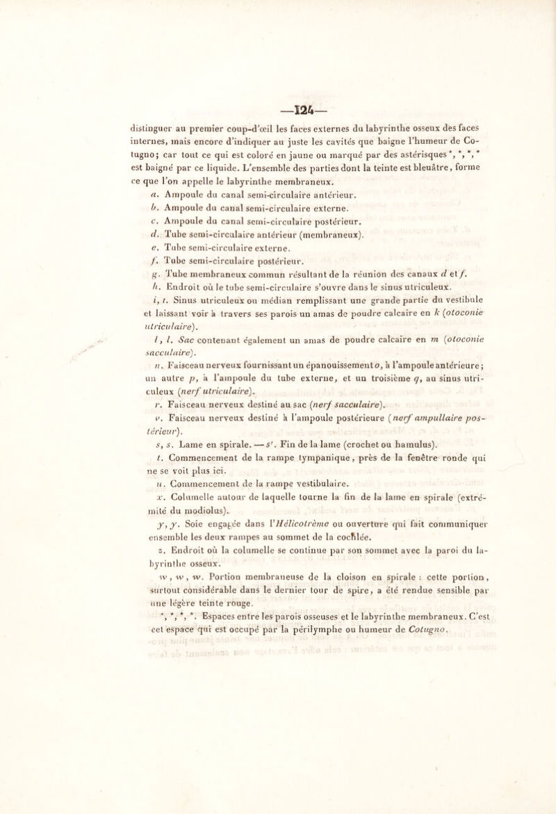 —124— distinguer au premier coup-d’œil les faces externes du labyrinthe osseux des faces internes, mais encore d’indiquer au juste les cavités que baigne l’humeur de Co- tugno; car tout ce qui est coloré en jaune ou marqué par des astérisques *, *, *, * est baigné par ce liquide. L/ensemble des parties dont la teinte est bleuâtre, forme ce que l’on appelle le labyrinthe membraneux. rt. Ampoule du canal semi-circulaire antérieur. b. Ampoule du canal semi-circulaire externe. c. Ampoule du canal semi-circulaire postérieur. cl. Tube semi-circulaire antérieur (membraneux). g. Tube semi-circulaire externe. /. Tube semi-circulaire postérieur. g. Tube membraneux commun résultant de la réunion des canaux d et/. h. Endroit où le tube semi-circulaire s’ouvre dans le sinus utriculeux. i. i. Sinus utriculeux ou médian remplissant une grande partie du vestibule et laissant voir à travers ses parois un amas de poudre calcaire en k (otoconie utriculaire). 1,1, Sac contenant également un amas de poudre calcaire en m (otoconie sacculaire). n. Faisceau nerveux fournissant un épanouissements, â l’ampoule antérieure ; un autre p, à l’ampoule du tube externe, et un troisième <7, au sinus utri- culeux (nerf utriculaire). r. Faisceau nerveux destiné au sac [nerf sacculaire). p. Faisceau nerveux destiné a l’ampoule postérieure (nerf ampullaire pos- térieur). * s. s. Lame en spirale. — s'. Fin de la lame (crochet ou hamulus). t. Commencement de la rampe tympanique, près do la fenêtre ronde qui ne se voit plus ici. u. Commencement de la rampe vestibulaire. x. Columelle autour de laquelle tourne la fin de la lame en spirale (extré- mité du modiolus). y. y. Soie engagée dans YHélicotrème ou ouverture qui fait communiquer ensemble les deux rampes au sommet de la cochlée. z. Endroit où la columelle se continue par son sommet avec la paroi du la- byrinthe osseux. iv , w , w. Portion membraneuse de la cloison en spirale : cette portion, surtout considérable dans le dernier tour de spire, a été rendue sensible par une légère teinte rouge. *, *, *, *. Espaces entre les parois osseuses et le labyrinthe membraneux. C’est cet espace qui est occupé par la périlymphe ou humeur de Cotugno.