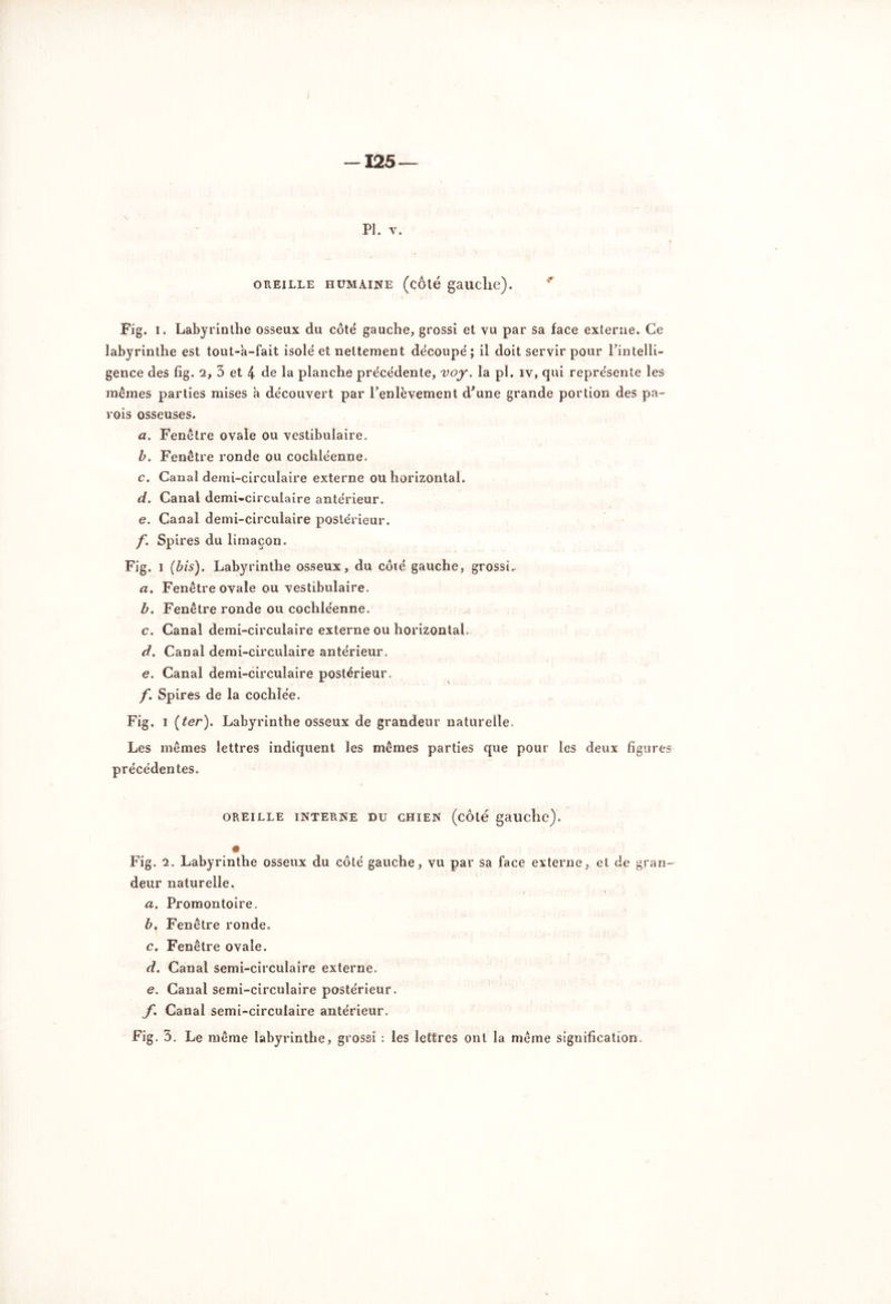 I -125 — PI. v. OREILLE HUMAINE (côté gauche). Fig. I. Labyrinthe osseux du côté gauche, grossi et vu par sa face externe. Ce labyrinthe est tout-a-fait isolé et nettement découpé ; il doit servir pour Inintelli- gence des fig. q, 3 et 4 de la planche précédente, voy. la pl. iv, qui représente les mêmes parties mises a découvert par Tenlèveraient d'une grande portion des pa- rois osseuses. a. Fenêtre ovale ou vestibuiaire. b. Fenêtre ronde ou cochléenne. c. Canal demi-circulaire externe ou horizontal. d. Canal demi-circulaire antérieur. e. Canal demi-circulaire postérieur. f. Spires du limaçon. Fig. I (bis). Labyrinthe osseux, du côté gauche, grossi.. a. Fenêtre ovale ou vestibuiaire. b. Fenêtre ronde ou cochléenne. c. Canal demi-circulaire externe ou horizontal. d. Canal demi-circulaire antérieur. e. Canal demi-circulaire postérieur. f. Spires de la cochlée. Fig. i (ter). Labyrinthe osseux de grandeur naturelle. Les mêmes lettres indiquent les mêmes parties que pour les deux figures précédentes. OREILLE INTERNE DU CHIEN (côté gauche). Fig. 2. Labyrinthe osseux du côté gauche, vu par sa face externe, et de gran- deur naturelle. a. Promontoire. b. Fenêtre ronde. c. Fenêtre ovale. d. Canal semi-circulaire externe. e. Canal semi-circulaire postérieur. f. Canal semi-circulaire antérieur. Fig. 3. Le même labyrinthe, grossi : les lettres ont la même signification.