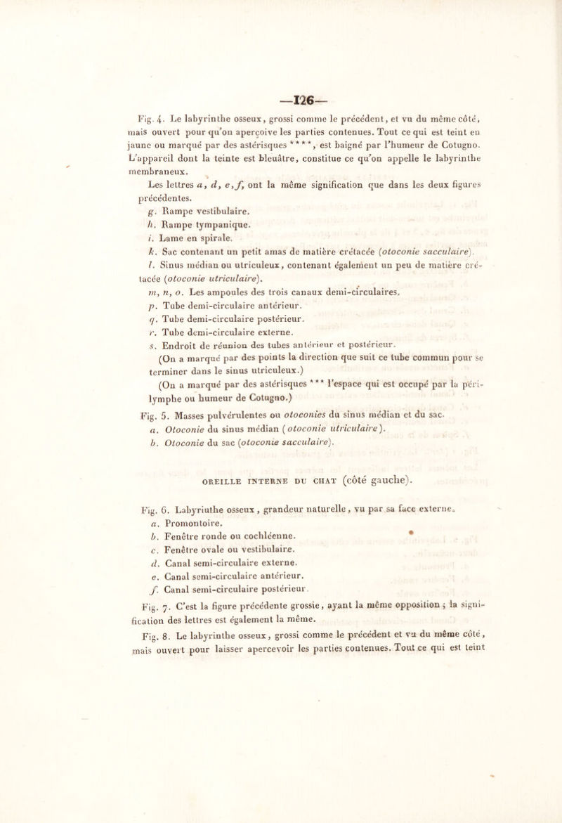 —126— Fig. 4- Le labyrinthe osseux, grossi comme le precedent, et vu du même cote, mais ouvert pour qu’on aperçoive les parties contenues. Tout ce qui est teint en jaune ou marque par des astérisques ****, est baigné par l'humeur de Cotugno. L’appareil dont la teinte est bleuâtre, constitue ce qu’on appelle le labyrinthe membraneux. Les lettres a, d, e ont la même signification que dans les deux figures précédentes. g. Rampe vestibulaire. h. Rampe tympanique. /. Lame en spirale. h. Sac contenant un petit amas de matière crétacée [otoconie sacculaire). î. Sinus médian ou utriculeux, contenant également un peu de matière cré- tacée (otoconie utriculaire). m, 71, o. Les ampoules des trois canaux demi-circulaires. /?. Tube demi-circulaire antérieur. cf. Tube demi-circulaire postérieur. r. Tube demi-circulaire externe. S. Endroit de réunion des tubes antérieur et postérieur. (On a marqué par des points la direction que suit ce tube commun pour se terminer dans le sinus utriculeux.) (On a marqué par des astérisques *** l’espace qui est occupé par la péri- lymphe ou humeur de Cotugno.) Fig. 5. Masses pulvérulentes ou otoconies du sinus médian et du sac. a. Otoconie du sinus médian (otoconie utriculaire). b. Otoconie du sac (otoconie sacculaire). OREILLE INTERNE DU CHAT (côté gauche). Fig. 6. Labyriuthe osseux, grandeur naturelle , vu par sa face externe* a. Promontoire. b. Fenêtre ronde ou cochle'enne. c. Fenêtre ovale ou vestibulaire. d. Canal semi-circulaire externe. e. Canal semi-circulaire antérieur. f. Canal semi-circulaire postérieur Fig. 7. C’est la figure précédente grossie, ayant la même opposition ; la signi- fication des lettres est également la même. Fig. 8. Le labyrinthe osseux, grossi comme le précédent et vu du même côté, mais ouvert pour laisser apercevoir les parties contenues. Tout ce qui est teint