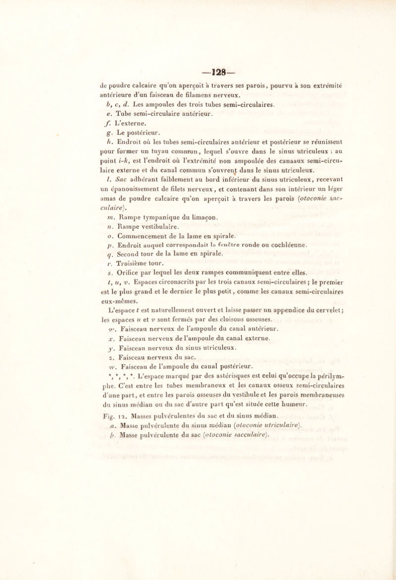 de poudre calcaire qu’on aperçoit a travers ses parois, pourvu a son extrémité antérieure d’un faisceau de filamens nerveux. b, c, d. Les ampoules des trois tubes semi-circulaires. e. Tube semi-circulaire antérieur. f. L’externe. g*. Le postérieur. h. Endroit où les tubes semi-circulaires antérieur et postérieur se réunissent pour former un tuyau commun, lequel s’ouvre dans le sinus utriculeux : au point i-k, est l’endroit où l’extrémité non ampoulée des canaaux semi-circu- laire externe et du canal commun s’ouvrent dans le sinus utriculeux. r /. Sac adhérant faiblement au bord inférieur du sinus utriculeux, recevant un épanouissement de filets nerveux, et contenant dans son intérieur un léger amas de poudre calcaire qu’on aperçoit a travers les parois (otoconie s/xc* culaire). / m. Rampe tympanique du limaçon. n. Rampe vestibulaire. o. Commencement de la lame en spirale. p. Endroit auquel correspondait la fenêtre ronde ou cochléenne. q. Second tour de la lame en spirale. r. Troisième tour. s. Orifice par lequel les deux rampes communiquent entre elles. t. u, v. Espaces circonscrits par les trois canaux semi-circulaires ; le premier est le plus grand et le dernier le plus petit, comme les canaux semi-circulaires eux-mêmes. L’espace t est naturellement ouvert et laisse passer un appendice du cervelet ; les espaces u et v sont fermés par des cloisons osseuses. Faisceau nerveux de l’ampoule du canal antérieur. x. Faisceau nerveux de l’ampoule du canal externe. y. Faisceau nerveux du sinus utriculeux. s. Faisceau nerveux du sac. w. Faisceau de l’ampoule du canal postérieur. *, *, *, *. L’espace marqué par des astérisques est celui qu’occupe la périlym- phe. C’est entre les tubes membraneux et les canaux osseux semi-circulaires d’une part, et entre les parois osseuses du vestibule et les parois membraneuses du sinus médian ou du sac d’autre part qu’est située cette humeur. Fig. 1*2. Masses pulvérulentes du sac et du sinus médian. a. Masse pulvérulente du sinus médian (otoconie utriculairè). b. Masse pulvérulente du sac (otoconie sacculaire).