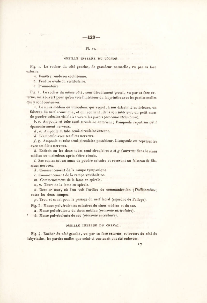 —129— PI. YI. OREILLE INTERNE DU COCHON. Fig. i. Le rocher du côte gauche, de grandeur naturelle, vu par sa face externe. a. Fenêtre ronde ou cochle'enne. b. Fenêtre ovale ou vestibulaire. c. Promontoire. Fig. 2. Le rocher du même côté , considérablement grossi, vu par sa face ex- terne, mais ouvert pour qu’on voie l’intérieur du labyrinthe avec les parties molles qui y sont contenues. a. Le sinus médian ou utriculeux qui reçoit, a son ëxtrémité antérieure, un faisceau du nerf acoustique, et qui contient, dans son intérieur, un petit amas de poudre calcaire visible a travers les parois (otoconie utriculairè). b, c. Ampoule et tube semi-circulaire antérieur ; l’ampoule reçoit un petit épanouissement nerveux. d. e. Ampoule et tube semi-circulaire externe. d, L’ampoule avec ses filets nerveux. fy g. Ampoule et tube semi-circulaire postérieur. L’ampoule est représentée avec ses filets nerveux. h. Endroit où les deux tubes semi-circulaires c et g s’ouvrent dans le sinus médian ou utriculeux après s’être réunis. i. Sac contenant un amas de poudre calcaire et recevant un faisceau de fiîa- mens nerveux. k. Commencement de la rampe tympanique. l. Commencement de la rampe vestibulaire. m. Commencement de la lame en spirale. n. n. Tours de la lame en spirale. o. Dernier tour, où l’on voit l’orifice de communication (Yhélicotrème) entre les deux rampes. p. Trou et canal pour le passage du nerf facial (aqueduc de Fallope). Fig. 3. Masses pulvérulentes calcaires du sinus médian et du sac» a. Masse pulvérulente du sinus médian (otoconie utriculairè). 5 b. Masse pulvérulente du sac (otoconie sacculaire). OREILLE INTERNE DU CHEVAL. Fig. 4. Rocher du côté gauche, vu par sa face externe, et ouvert du côté du labyrinthe, les parties molles que celui-ci contenait ont été enlevées. *7