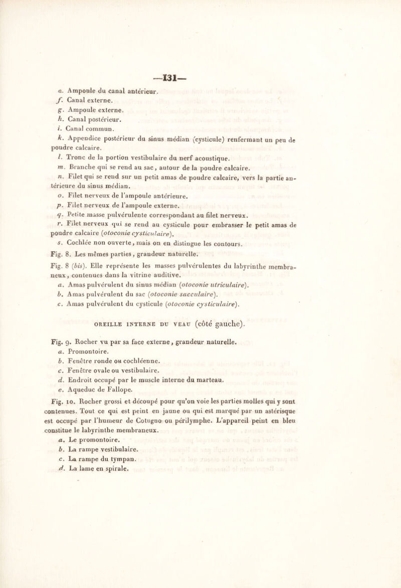 —131— e. Ampoule du canal antérieur. f. Canal externe. g. Ampoule externe. h. Canal postérieur. i. Canal commun. k. Appendice postérieur du sinus médian (cysticule) renfermant un peu de poudre calcaire. l. Tronc de la portion vestibulaire du nerf acoustique. m. Branche qui se rend au sac, autour de la poudre calcaire. n. Filet qui se rend sur un petit amas de poudre calcaire, vers la partie an- térieure du sinus médian. o. Filet nerveux de l’ampoule antérieure. p. Filet nerveux de l’ampoule externe. q. Petite masse pulvérulente correspondant au filet nerveux. r. Filet nerveux qui se rend au cysticule pour embrasser le petit amas de poudre calcaire [otoconie cysticulaire). s. Cocblée non ouverte, mais on en distingue les contours. Fig. 8. Les mêmes parties, grandeur naturelle. Fig. 8 (bis). Elle représente les masses pulvérulentes du labyrinthe membra- neux, contenues dans la vitrine auditive. a. Amas pulvérulent du sinus médian (otoconie utriculaire). b. Amas pulvérulent du sac (otoconie sacculairc). c. Amas pulvérulent du cysticule (otoconie cysticulaire). OREILLE INTERNE DU VEAU (côté gauche). Fig. 9- Rocher vu par sa face externe, grandeur naturelle. a. Promontoire. b. Fenêtre ronde ou cochléenne. c. Fenêtre ovale ou vestibulaire. d. Endroit occupé par le muscle interne du marteau. e. Aqueduc de Fallope. Fig. io. Rocher grossi et découpé pour qu’on voie les parties molles qui y sont contenues. Tout ce qui est peint en jaune ou qui est marqué par un astérisque est occupé par l’humeur de Cotugno ou périlymphe. L’appareil peint en bleu constitue le labyrinthe membraneux. a. Le promontoire. b. La rampe vestibulaire. c. La rampe du tympan. d. La lame en spirale.