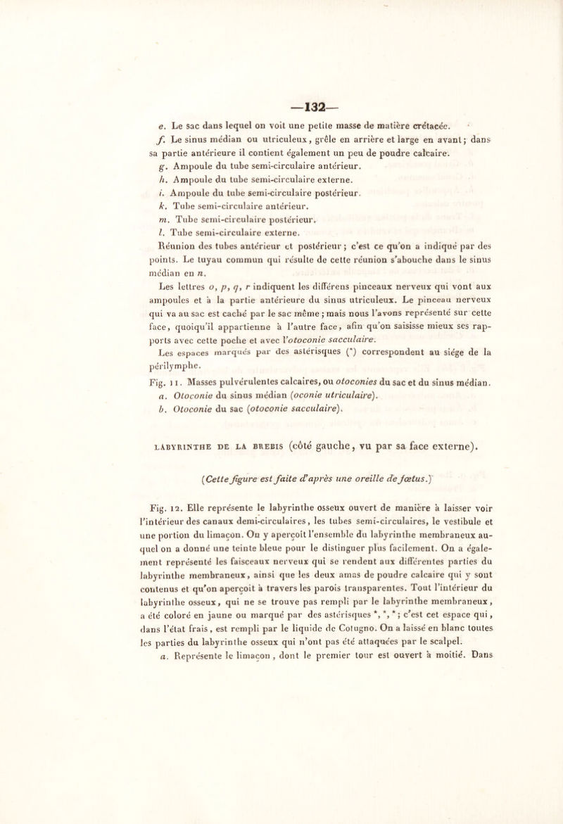 —132 e. Le sac dans lequel on voit une petite masse de matière crétace'e. f. Le sinus médian ou utriculeux, grêle en arrière et large en avant; dans sa partie antérieure il contient également un peu de poudre calcaire. g. Ampoule du tube semi-circulaire antérieur. h. Ampoule du tube semi-circulaire externe. i. Ampoule du tube semi-circulaire postérieur. A*. Tube semi-circulaire antérieur. ni. Tube semi-circulaire postérieur. I. Tube semi-circulaire externe. Réunion des tubes antérieur et postérieur ; c’est ce qu’on a indiqué par des points. Le tuyau commun qui résulte de cette réunion s’abouche dans le sinus médian en n. Les lettres o, p, q, r indiquent les différens pinceaux nerveux qui vont aux ampoules et a la partie antérieure du sinus utriculeux. Le pinceau nerveux qui va au sac est caché par le sac même ; mais nous l’avons représenté sur cette face, quoiqu’il appartienne a l’autre face, afin'qu'on saisisse mieux ses rap- ports avec cette poche et avec Y otoconie sacculaire. Les espaces marqués par des astérisques (*) correspondent au siège de la périlymphe. Fig. 11. Masses pulvérulentes calcaires, ou otoconies du sac et du sinus médian. a. Otoconie du sinus médian (oconie utriculaire). b. Otoconie du sac (otoconie sacculaire). labyrinthe de la brebis (côté gauche, vu par sa face externe). (Cette figure est faite d’après une oreille de foetus.) Fig. 12. Elle représente le labyrinthe osseux ouvert de manière a laisser voir l’intérieur des canaux demi-circulaires, les tubes semi-circulaires, le vestibule et une portion du limaçon. On y aperçoit l’ensemble du labyrinthe membraneux au- quel on a donné une teinte bleue pour le distinguer plus facilement. On a égale- ment représenté les faisceaux nerveux qui se rendent aux différentes parties du labyrinthe membraneux, ainsi que les deux amas de poudre calcaire qui y sont contenus et qu’on aperçoit à travers les parois transparentes. Tout l’intérieur du labyrinthe osseux, qui ne se trouve pas rempli par le labyrinthe membraneux, a été coloré en jaune ou marqué par des astérisques *,*,*; c’est cet espace qui, dans l’état frais , est rempli par le liquide de Cotugno. On a laissé en blanc toutes les parties du labyrinthe osseux qui n’ont pas été attaquées par le scalpel. a. Représente le limaçon , dont le premier tour est ouvert a moitié. Dans