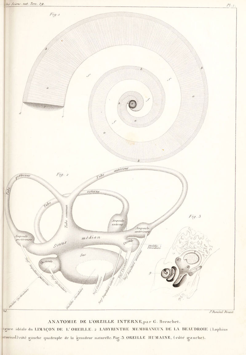 * ÀJ Jcieno. naù. Tortv. 2j}, PI. as» ^teneur Y Ainpo, e.vten ^Impoule poo'térieu OtolitJu\ - Utriculaire jticule P Dumerul Direæiù lit ïPP ^ ANATOMIE DE L'OREILLE IN TERNE, par G. BrescLet. 1 itorrasl.) côte gauche quadruple de la grandeur naturelle. Eig. 3 OREILLE HUMAINE, (coté (rauclie).