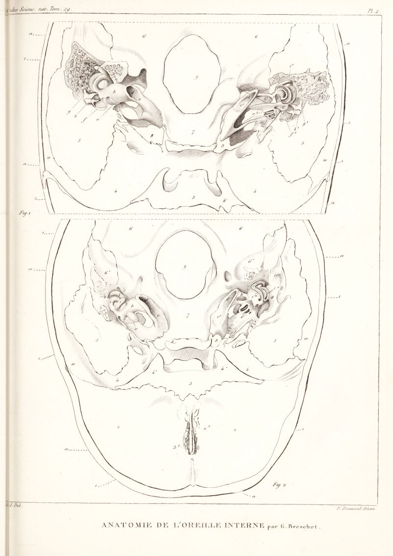 ïllDel,  ' — ; P. Du/neni7 Z)n'e\r DE l/OREILEE INT DR NK y ai’ G . Bre^che t ANATOMIE