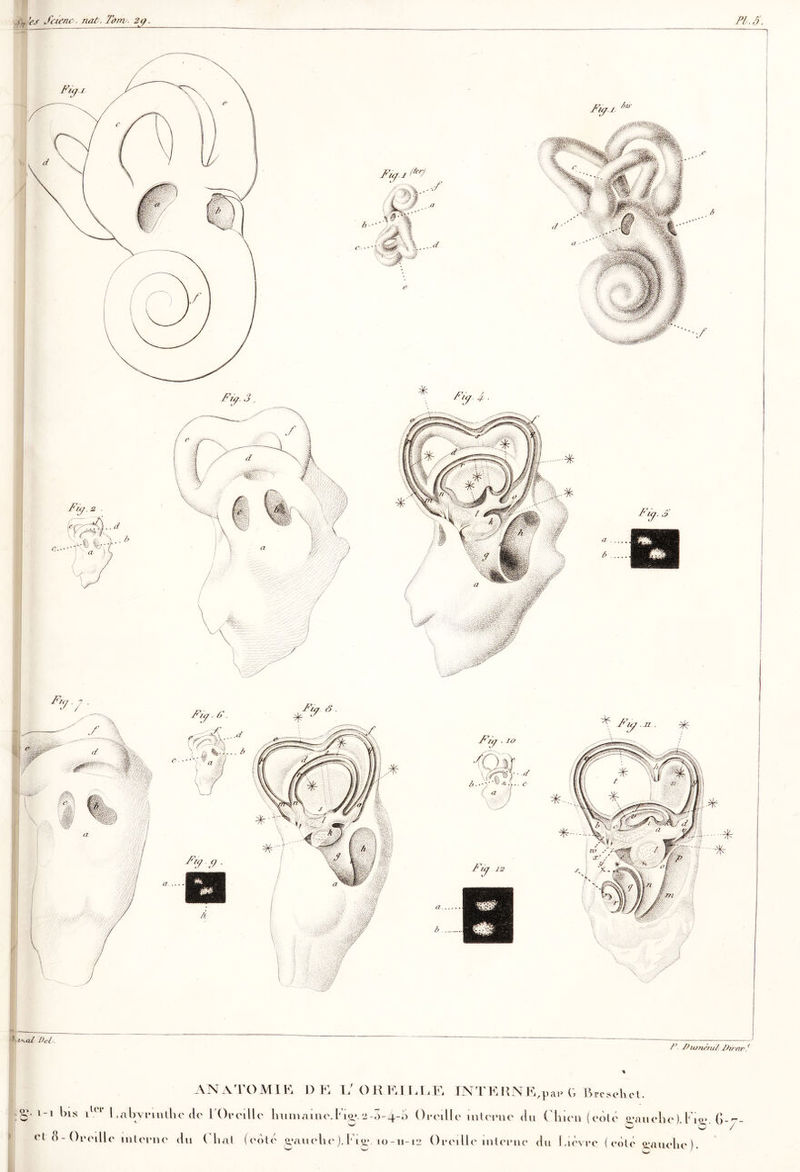 'es Scieru>■ nat. Tony. 29, PI. S, I 1 iW Del. P DumenH. Ih/ r?r.( ANATOMIE DE L' OHEIEEE ESTTERNE^pai» G Bresohet. Sf 1-1 bis iUl Labyrinthe de l'Oreille humaine.F10*.2-â-4-a Oreille interne du Chien (coté gauche). Li<>». G-7- et (S-Oreille interne du ( liai (eotè irau eh e ). I* ig. 10-11-12 Oreille interne du Lièvre (roté ^aiiehe).