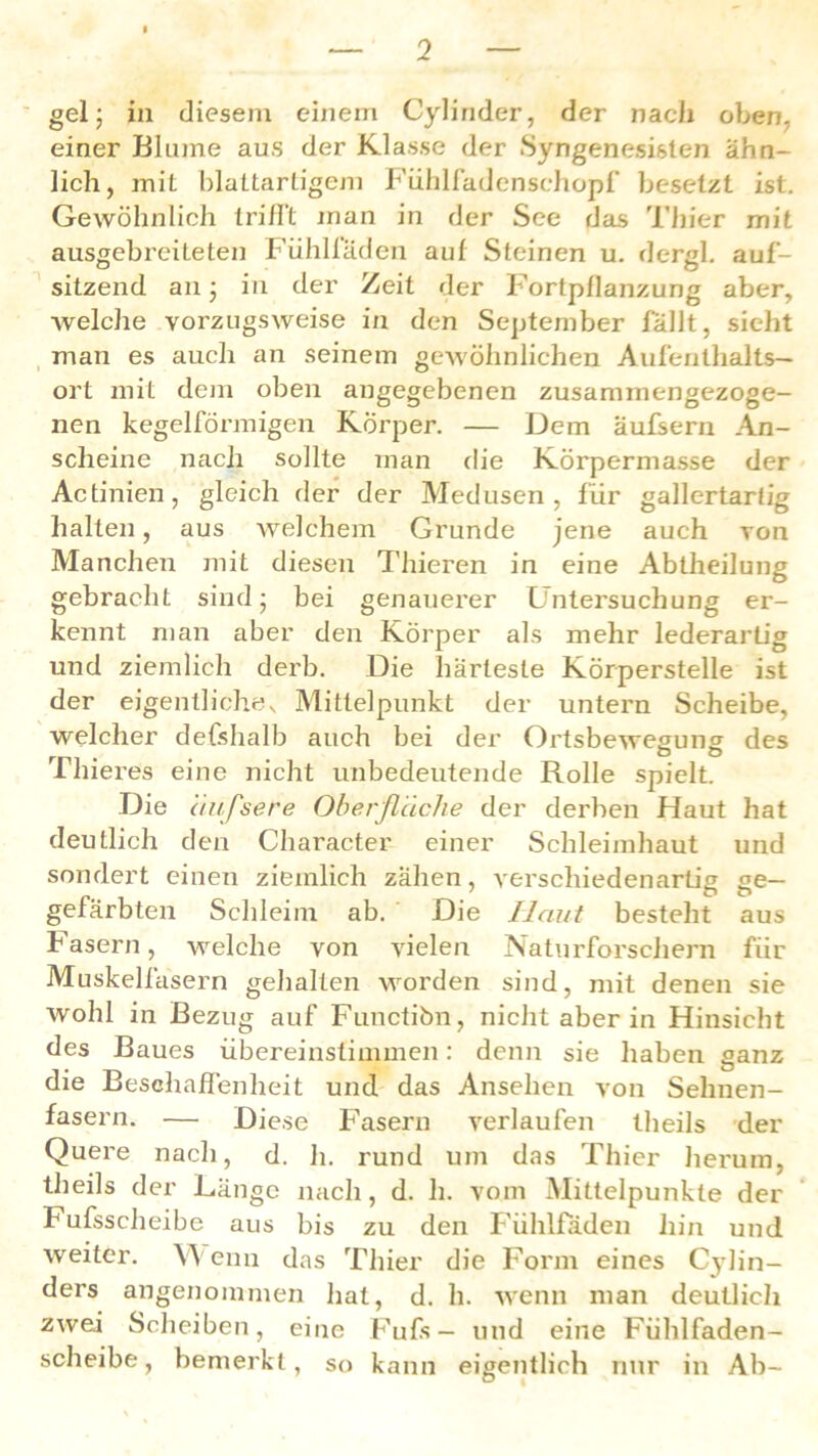 gel; in diesem einem Cylirider, der nach oben, einer Blume aus der Klasse der Syngenesisten ähn- lich, mit blattartigem Fühlfadenschopf besetzt ist. Gewöhnlich trifft man in der See das Thier mit ausgebreiteten Fühlläden auf Steinen u. dergl. auf- sitzend an • in der Zeit der Fortpflanzung aber, welche vorzugsweise in den September fallt, sieht man es auch an seinem gewöhnlichen Aufenthalts- ort mit dem oben angegebenen zusammengezoge- nen kegelfönnigen Körper. — Dem äufsern An- scheine nach sollte man die Körpermasse der Actinien, gleich der der Medusen, für gallertarlig halten, aus welchem Grunde jene auch von Manchen mit diesen Thieren in eine Abtheilung gebracht sind ■ bei genauerer Untersuchung er- kennt man aber den Körper als mehr lederartig und ziemlich derb. Die härteste Körperstelle ist der eigentliches Mittelpunkt der untern Scheibe, welcher defshalb auch bei der Ortsbewegung des Uhieres eine nicht unbedeutende Rolle spielt. Die äufsere Oberfläche der derben Haut hat deutlich den Character einer Schleimhaut und sondert einen ziemlich zähen, verschiedenartig ge— gefärbten Schleim ab. Die Haut besteht aus Fasern, welche von vielen Naturforschern für Muskelfasern gehalten worden sind, mit denen sie wohl in Bezug auf Fimctibn, nicht aber in Hinsicht des Baues übereinstimmen: denn sie haben ganz die Beschaffenheit und das Ansehen von Sehnen- fasern. — Diese Fasern verlaufen theils der Quere nach, d. h. rund um das Thier herum, theils der Länge nach, d. h. vom Mittelpunkte der Fufsscheibe aus bis zu den Fühlfaden hin und weiter. Wenn das Thier die Form eines Cylin- ders angenommen hat, d. h. wenn man deutlich zwei Scheiben, eine Puls- und eine Fühlfaden- scheibe, bemerkt, so kann eigentlich nur in Ab-