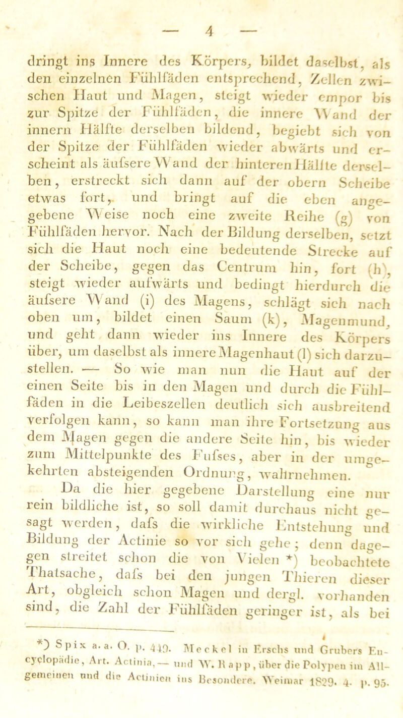 dringt ins Innere des Körpers, bildet daselbst, als den einzelnen Fühlfäden entsprechend, Zellen zwi- schen flaut und Magen, steigt wieder empor bis zur Spitze der Fühlfäden, die innere \\ and der innern Hälfte derselben bildend, begiebt sich von der Spitze der Fiihlfäden wieder abwärts und er- scheint als äufsereW and der hinteren Hallte dersel- ben , erstreckt sich dann auf der obern Scheibe etwas fort,, und bringt auf die eben ange- gebene Weise noch eine zweite Reihe (g) von Fühlfäden hervor. Nach der Bildung derselben, setzt sich die Haut noch eine bedeutende Strecke auf der Scheibe, gegen das Centrum hin, fort (h\ steigt wieder aufwärts und bedingt hierdurch die äufsere Wand (i) des Magens, schlägt sich nach oben um, bildet einen Saum (k), .Magenmund, und geht dann wieder ins Innere des Körpers über, um daselbst ais innere Magenhaut (1) sich darzu- stellen. — So wie man nun die Haut auf der einen Seite bis in den Magen und durch die Fühl— faden in die Leibeszellen deutlich sich ausbreitend vertolgen kann, so kann man ihre Fortsetzung aus dem JVjagen gegen die andere Seite hin, bis wieder zum Mittelpunkte des Fufses, aber in der umge- kehrten absteigenden Ordnung, wahrnehmen. Da die hier gegebene Darstellung eine nur rem bildliche ist, so soll damit durchaus nicht °e sagt werden, dafs die wirkliche Entstehung und Bildung der Actinie so vor sich gehe; denn^da^e- gen streitet schon die von Vielen *) beobachtete Thatsache, dafs bei den jungen Thieren dieser Art, obgleich schon Magen und dergl. vorhanden sind, die Zahl der Fühliaden geringer ist, als bei ) S ]) i x a. a. O. ]j. 440. Meckel in Erscbs und Grubers En- cyplopädie, Art. Actinia,— und \Y. H app, über die Polypen im All- gemeinen und die Actinien ins Besondere. Weimar 1829* 4- |>. 95.