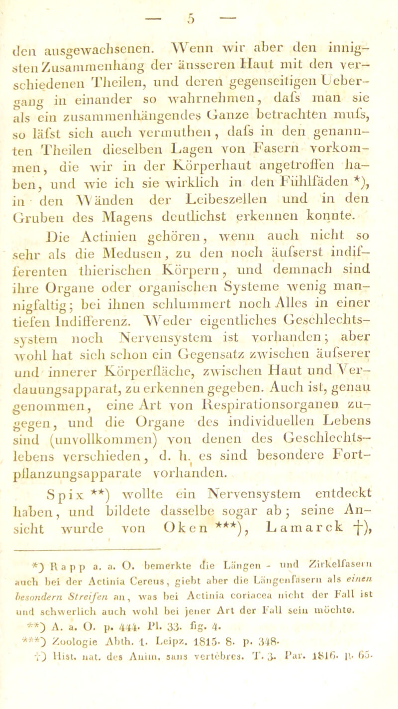 den ausgewachsenen. Wenn wir aber den innig- sten Zusammenhang der äusseren Haut mit den ver- schiedenen Theilen, und deren gegenseitigen Ueber- gang in einander so wahrnehmen, dafs man sie als ein zusammenhängendes Ganze betrachten mufs, so läfst sich auch yermuthen , dafs in den genann- ten Theilen dieselben Lagen von Fasern Vorkom- men, die wir in der Körperhaut angetroffen ha- ben, und wie ich sie wirklich in den Fiihlfäden *), in den Wänden der Leibeszellen und in den Gruben des Magens deutlichst erkennen konnte. Die Actinien gehören, wenn auch nicht so sehr als die Medusen, zu den noch äufserst indif- ferenten thierischen Körpern, und demnach sind ihre Organe oder organischen Systeme wenig man- nigfaltig; bei ihnen schlummert noch Alles in einer tiefen Indifferenz. Weder eigentliches Geschlechts- system noch Nervensystem ist vorhanden; aber wohl hat sich schon ein Gegensatz zwischen äufserer und innerer Körperffäche, zwischen Flaut und Ver- dauungsapparat, zu erkennen gegeben. Auch ist, genau genommen, eine Art von Respirationsorganen zu- gegen, und die Organe des individuellen Lebens sind (unvollkommen) von denen des Geschlechts- lebens verschieden, d. h. es sind besondere Fort- ' I pllanzungsapparate vorhanden. Spix **) wollte ein Nervensystem entdeckt haben, und bildete dasselbe sogar ab; seine An- sicht wurde von Oken ***), Lamarck -j-), Pi a p p a. a. O. bemerkte die Längen - und Zirkelfasei n auch bei der Actinia Cereus, giebt aber die [.ängenPnsern als einen hesondern Streijen an, was bei Actinia coriacea nicht der Fall ist und schwerlich auch wohl bei jener Art der Fall sein möchte. **) A. a. ü. p. 444< i’L 33- hg- 4• ***) Zoologie Abth. 1. Leipz. 1S15- 8- p> 348*