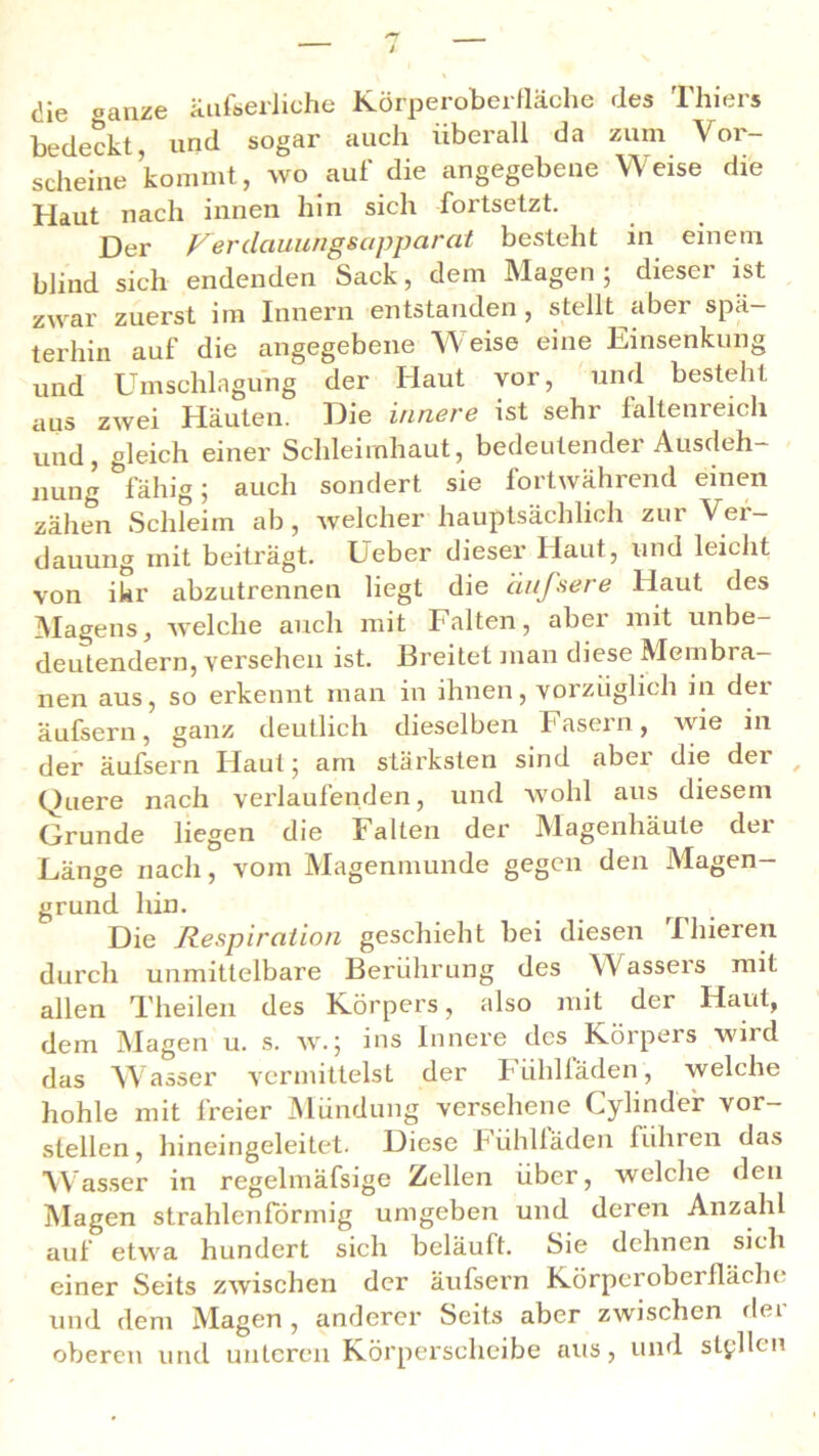 die ganze äußerliche Körperoberfläche des Thiers bedeckt, und sogar auch überall da zum Vor- scheine kommt, wo auf die angegebene Weise die Haut nach innen hin sich fortsetzt. Der Verdauungsapparat besteht in einem blind sich endenden Sack, dem Magen ; dieser ist zwar zuerst im Innern entstanden , stellt aber spä- terhin auf die angegebene Weise eine Einsenkung und Umschlagung der Haut vor, und besteht aus zwei Häuten. Die innere ist sehr faltenreich und, gleich einer Schleimhaut, bedeutender Ausdeh- nung fähig; auch sondert sie fortwährend einen zähen Schleim ab, welcher hauptsächlich zui Ver- dauung mit beiträgt. Ueber dieser Haut, und leicht von ikr abzutrennen liegt die dufsere Haut des Magens, welche auch mit Falten, aber mit unbe- deutendem, versehen ist. Breitet man diese Membra- nen aus, so erkennt man in ihnen, vorzüglich in der äufsern, ganz deutlich dieselben Fasern, wie in der äufsern Haut; am stärksten sind aber die der , Quere nach verlaufenden, und wohl aus diesem Grunde liegen die Falten der Magenhäute der Länge nach, vom Magenmunde gegen den Magen- grund hin. Die Respiration geschieht bei diesen Thieren durch unmittelbare Berührung des Wassers mit allen Theilen des Körpers, also mit der Haut, dem Magen u. s. w.; ins Innere des Körpers wird das Wasser vermittelst der Fühlfäden, welche hohle mit freier Mündung versehene Cylinder vor- stellen, hineingeleitet. Diese Fühlläden führen das Wasser in regelmäfsige Zellen über, welche den Magen strahlenförmig umgeben und deren Anzahl auf etwa hundert sich beläuft. Sie dehnen sich einer Seits zwischen der äufsern Körpcroberllächc und dem Magen, anderer Seits aber zwischen der oberen und unteren Körperscheibe aus, und stellen