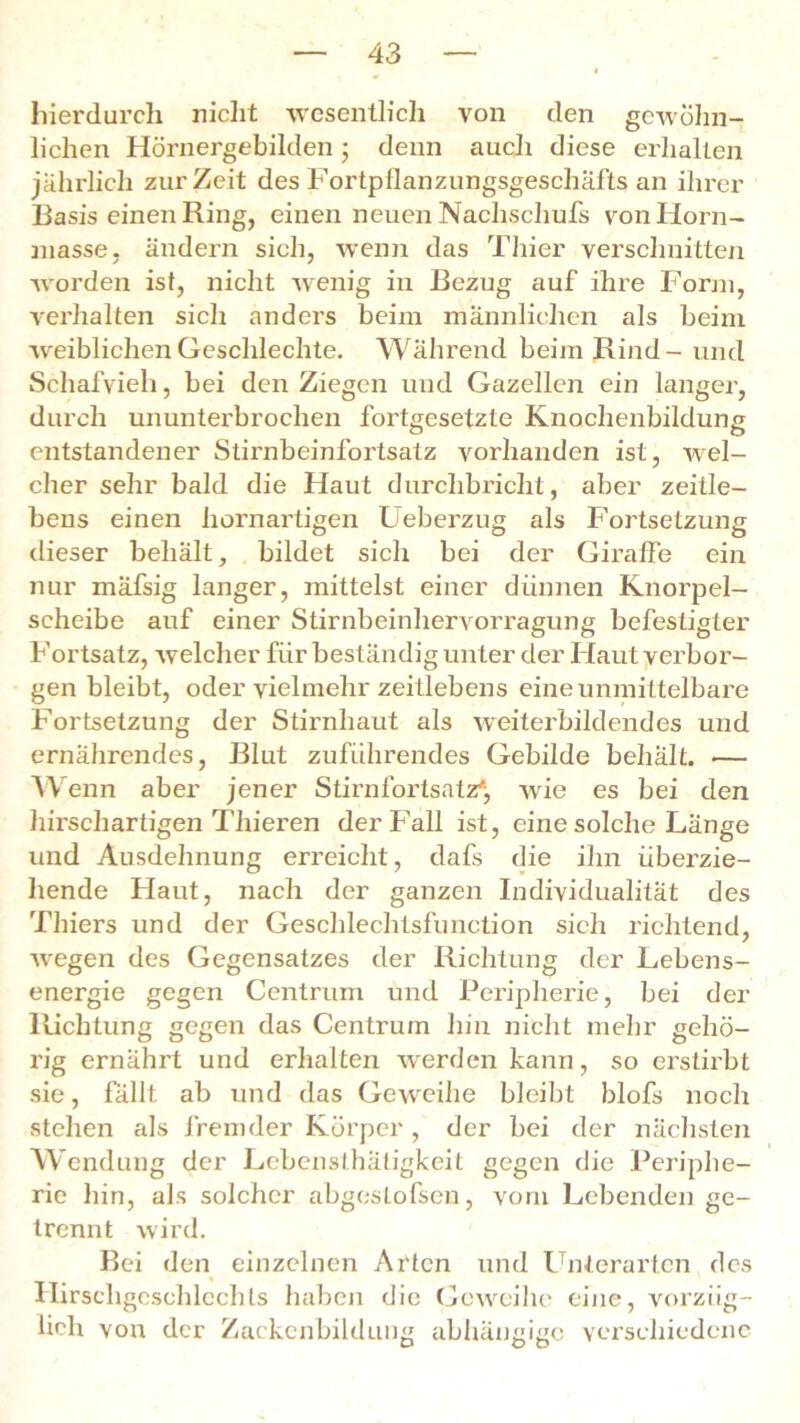 hierdurch nicht wesentlich von den gewöhn- lichen Hörnergebilden; denn auch diese erhalten jährlich zurZeit des Fortpllanzungsgeschäfts an ihrer Basis einen Ring, einen neuen Nachschubs vonHorn- niasse, ändern sich, wenn das Thier verschnitten •worden ist, nicht wenig in Bezug auf ihre Form, verhalten sich anders beim männlichen als beim ■weiblichen Geschlechte. Während beim Rind - und Schafvieh, bei den Ziegen und Gazellen ein langer, durch ununterbrochen fortgesetzte Knochenbildung entstandener Stirnbeinfortsatz vorhanden ist, wel- cher sehr bald die Haut durchbricht, aber zeitle- bens einen hornartigen Ueberzug als Fortsetzung dieser behält, bildet sich bei der Giraffe ein nur mäfsig langer, mittelst einer dünnen Knorpel- scheibe auf einer Stirnbeinhervorragung befestigter Fortsatz, welcher fiir beständig unter der Haut verbor- gen bleibt, oder vielmehr zeitlebens eine unmittelbare Fortsetzung der Stirnhaut als weiterbildendes und ernährendes, Blut zuführendes Gebilde behält. •— Wenn aber jener Stirnfortsatz'j wrie es bei den hirschartigen Thieren der Fall ist, eine solche Länge und Ausdehnung erreicht, dafs die ihn überzie- hende Haut, nach der ganzen Individualität des Thiers und der Geschlechtsfunction sich richtend, wegen des Gegensatzes der Richtung der Lebens- energie gegen Centrum und Peripherie, bei der Richtung gegen das Centrum hin nicht mehr gehö- rig ernährt und erhalten werden kann, so erstirbt sie, fällt ab und das Geweihe bleibt blofs noch stehen als fremder Körper , der bei der nächsten Wendung der Lcbensthätigkeit gegen die Periphe- rie hin, als solcher abgestofsen, vom Lebenden ge- trennt wird. Bei den einzelnen Arten und Unterarten des Hirschgeschlechls haben die Geweihe eine, vorzüg- lich von der Zackenbildung abhängige verschiedene