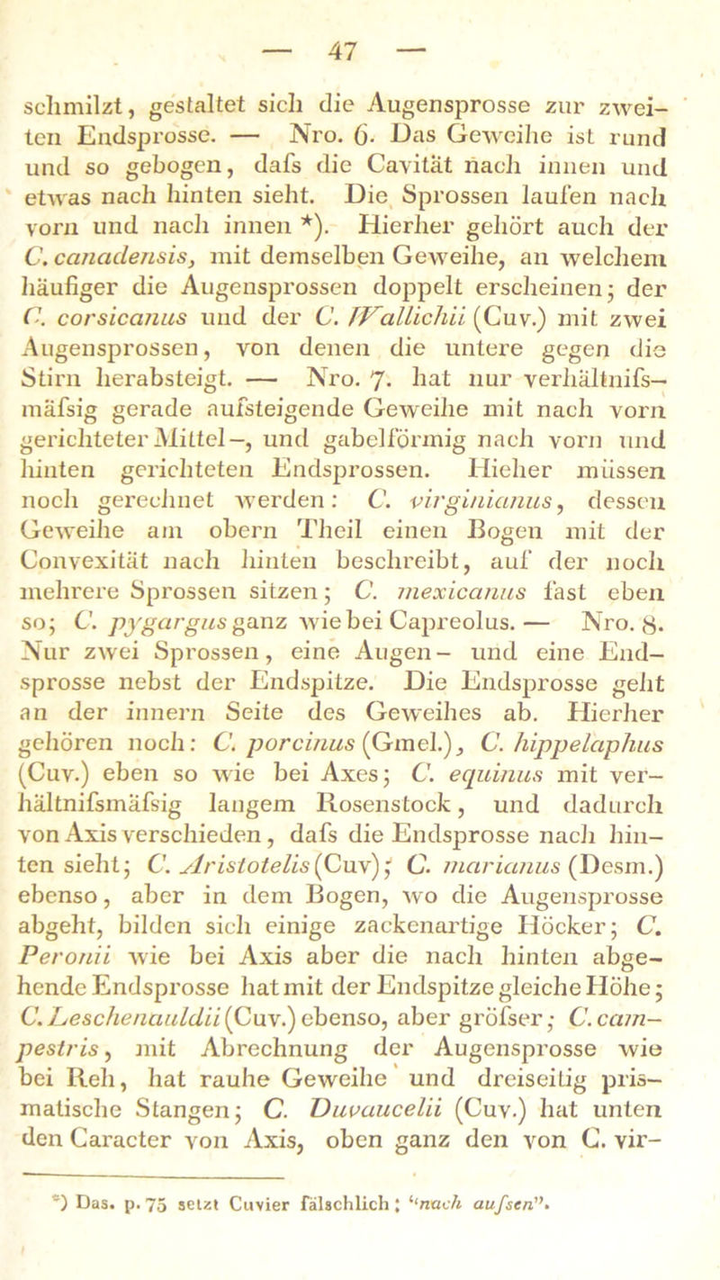 schmilzt, gestaltet sich die Augensprosse zur zwei- ten Eudsprosse. — Nro. 6- Das Geweihe ist rund und so gebogen, dafs die Cavität nach innen und etwas nach hinten sieht. Die Sprossen laufen nach vorn und nach innen *). Hierher gehört auch der C. canadensisy mit demselben Geweihe, an welchem häufiger die Augensprossen doppelt erscheinen 3 der C. corsicanus und der C. TVallichii (Cuv.) mit zwei Augensprossen, von denen die untere gegen die Stirn herabsteigt. — Nro. 7- hat nur verhältnifs— mäfsig gerade aufsteigende Geweihe mit nach vorn gerichteter Mittel-, und gabelförmig nach vorn und hinten gerichteten Endsprossen. Hieher müssen noch gerechnet werden: C. virginicinus, dessen Geweihe am obern Theil einen Bogen mit der Convexität nach hinten beschreibt, auf der noch mehrere Sprossen sitzen; C. mexiccinus fast eben so; C. pygargus ganz wie bei Capreolus.— Nro. Nur zwei Sprossen, eine Augen- und eine End- sprosse nebst der Endspitze. Die Eudsprosse geht an der innern Seite des Geweihes ab. Hierher gehören noch: C. porcinus (Ginel.), C. hippelaphus (Cuv.) eben so wie bei Axes; C. equinus mit ver- hältnifsmafsig langem Rosenstock, und dadurch von Axis verschieden, dafs die Endsprosse nach hin- ten sieht; C. ylristotelis (Cuv) j C. mcirianus (Desm.) ebenso, aber in dem Rogen, wo die Augensprosse abgeht, bilden sich einige zackenartige Höcker; C. Peronii wie bei Axis aber die nach hinten abge- hendc Endsprosse hat mit der Endspitze gleiche Höhe; C.Leschenauldii (Cuv.) ebenso, aber gröfser ,• C.cam- pestris, mit Abrechnung der Augensprosse wie bei Reh, hat rauhe Geweihe und dreiseitig pris- matische Stangen; C. Duvaucelii (Cuv.) hat unten den Caracter von Axis, oben ganz den von C. vir- *) Das. p. 75 setzt Cuvier fälschlich; l‘nach aufsen'\