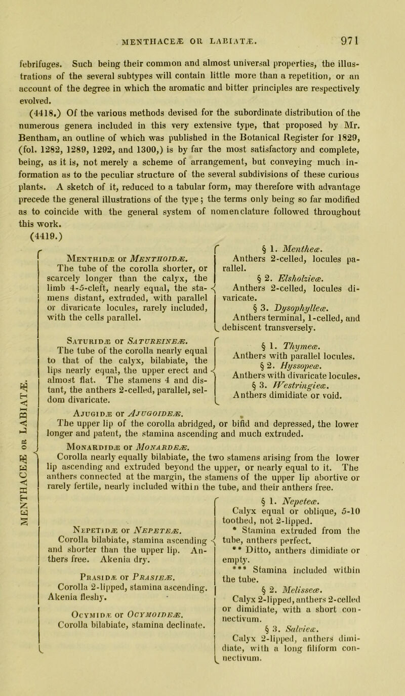 febrifuges. Such beiug tbeir common and almost universal properties, the illus- trations of the several subtypes will contain little more than a repetition, or an account of the degree in which the aromatic and bitter principles are respectively evolved. (4418.) Of the various methods devised for the subordinate distribution of the numerous genera included in this very extensive type, that proposed by Mr. Bentham, an outline of which was published in the Botanical Register for 1829, (fol. 1282, 1289, 1292, and 1300,) is by far the most satisfactory and complete, being, as it is, not merely a scheme of arrangement, but conveying much in- formation as to the peculiar structure of the several subdivisions of these curious plants. A sketch of it, reduced to a tabular form, may therefore with advantage precede the general illustrations of the type; the terms only being so far modified as to coincide with the general system of nomenclature followed throughout this work. (4419.) Menthid^ or Menthoidae. The tube of the corolla shorter, or scarcely longer than the calyx, the limb 4-5-cleft, nearly equal, the sta- <( mens distant, extruded, with parallel or divaricate locules, rarely included, with the cells parallel. 3 H *—i n < ci O w u < K E- Z cq Saturidjj or Satureinejs. ( The tube of the corolla nearly equal to that of the calyx, bilabiate, the lips nearly equal, the upper erect and < almost flat. The stamens 4 and dis- tant, the anthers 2-celled, parallel, sel- dom divaricate. § 1. Merit he a. Anthers 2-celled, locules pa- rallel. § 2. Elsholziece. Anthers 2-celled, locules di- varicate. § 3. Dysopliyllea?. Anthers terminal, 1-celled, and dehiscent transversely. § 1. Thymece. Anthers with parallel locules. § 2. Hyssopeai. Anthers with divaricate locules. § 3. IVestriugietz. Anthers dimidiate or void. L Ajugid.® or Ajugoide.e. The upper lip of the corolla abridged, or bifid and depressed, the lower longer and patent, the stamina ascending and much extruded. Monardidjs or MonardejE. Corolla nearly equally bilabiate, the two stamens arising from the lower lip ascending and extruded beyond the upper, or nearly equal to it. The anthers connected at the margin, the stamens of the upper lip abortive or rarely fertile, nearly included within the tube, and their anthers free. § 1. Nepetea. Calyx equal or oblique, 5-10 toothed, not 2-lipped. * Stamina extruded from the tube, anthers perfect. ** Ditto, anthers dimidiate or empty. *** Stamina included within the tube. § 2. Melissece. Calyx 2-lipped, anthers 2-celled or dimidiate, with a short con- Ocymide or OcYMOiTtEAE, nectivum Corolla bilabiate, stamina decimate. ’ ^ 3 Salviea. Calyx 2-lipped, anthers dimi- 1^ diate, with a long filiform con- nectivum. Nepetida: or NepetejE. Corolla bilabiate, stamina ascending -■ and shorter than the upper lip. An- thers free. Akenia dry. Phasid/e or Frasieje. Corolla 2-lipped, stamina ascending. Akenia fleshy.