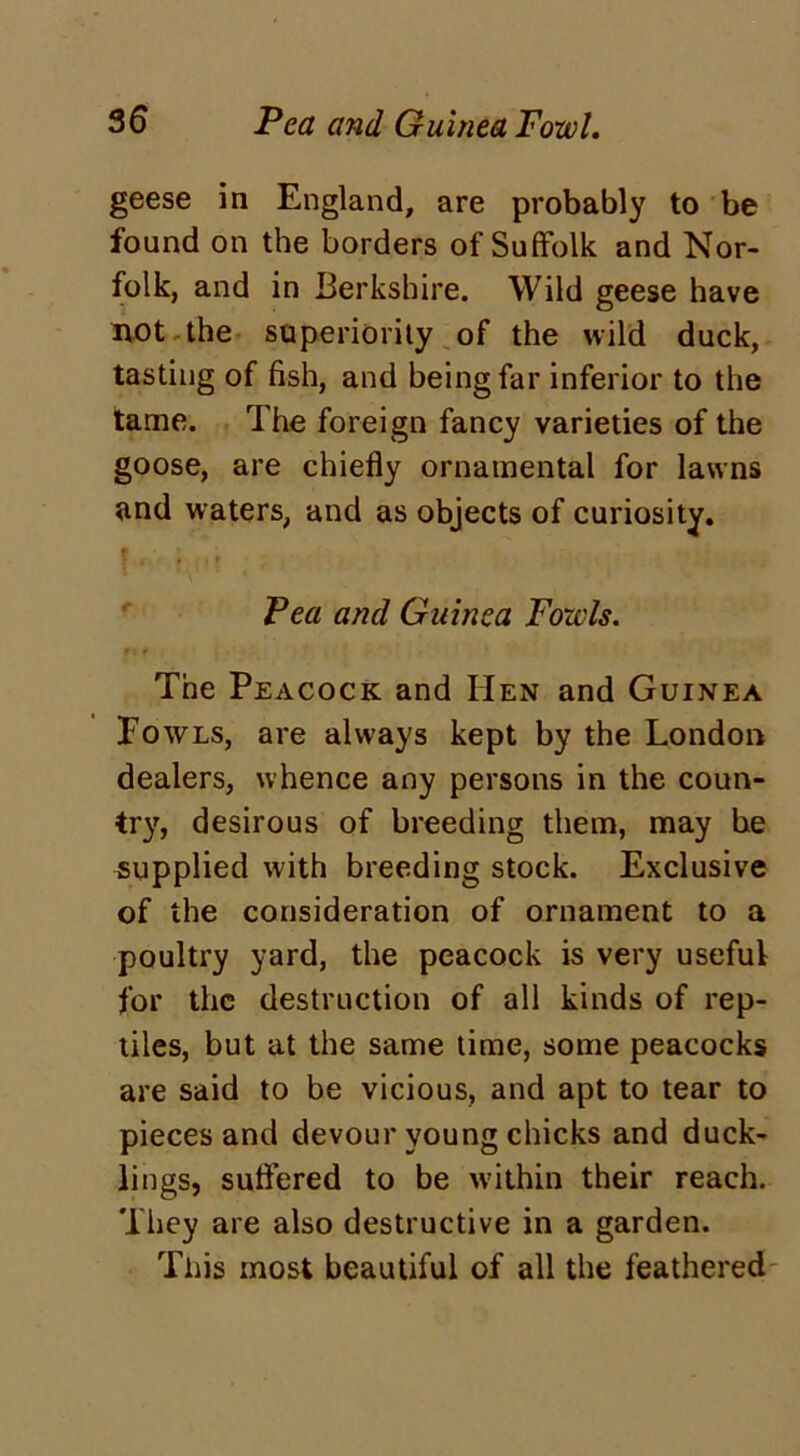 geese in England, are probably to be found on the borders of Suffolk and Nor- folk, and in Berkshire. Wild geese have not the superiority of the wild duck, tasting of fish, and being far inferior to the tame. The foreign fancy varieties of the goose, are chiefly ornamental for lawns and waters, and as objects of curiosity. Pea ancl Guinea Fowls. i . The Peacock and IIen and Guinea Powls, are always kept by the London dealers, whence any persons in the coun- try, desirous of breeding them, may be supplied with breeding stock. Exclusive of the consideration of ornament to a poultry yard, the peacock is very useful for the destruction of all kinds of rep- tiles, but at the same time, some peacocks are said to be vicious, and apt to tear to pieces and devour young chicks and duck- lings, suffered to be within their reach. They are also destructive in a garden. Tins most beautiful of all the feathered