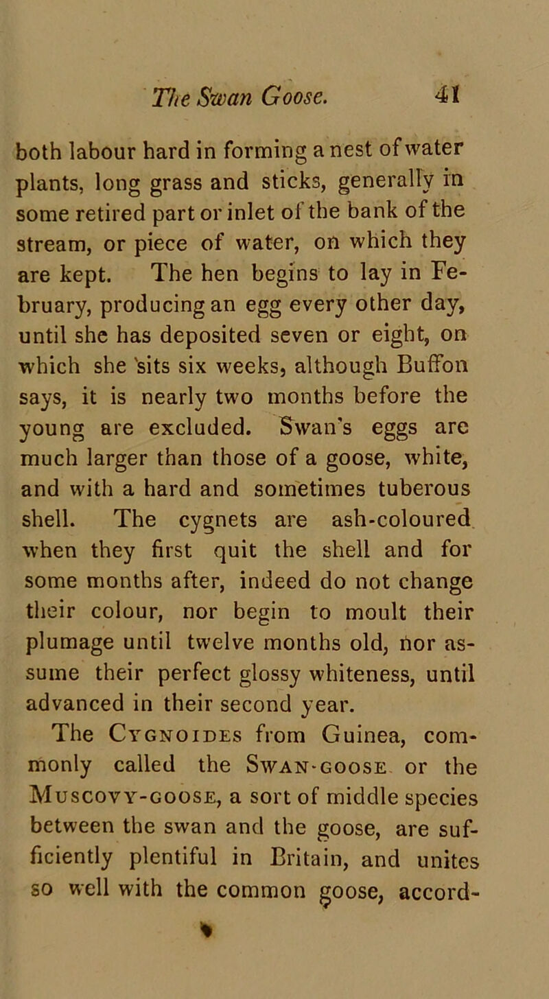 both labour hard in forming a nest of water plants, long grass and sticks, generally in some retired part or inlet of the bank of the stream, or piece of water, on which they are kept. The hen begins to lay in Fe- bruary, producing an egg every other day, until she has deposited seven or eight, on which she 'sits six weeks, although Buffon says, it is nearly two months before the young are excluded. Swan's eggs are much larger than those of a goose, white, and with a hard and sometimes tuberous shell. The cygnets are ash-coloured when they first quit the shell and for some months after, indeed do not change their colour, nor begin to moult their plumage until twelve months old, rtor as- sume their perfect glossy whiteness, until advanced in their second year. The Cygnoides from Guinea, com- monly called the Swan-goose or the Muscovy-goose, a sort of middle species between the swan and the goose, are suf- ficiently plentiful in Britain, and unites so well with the common goose, accord- %