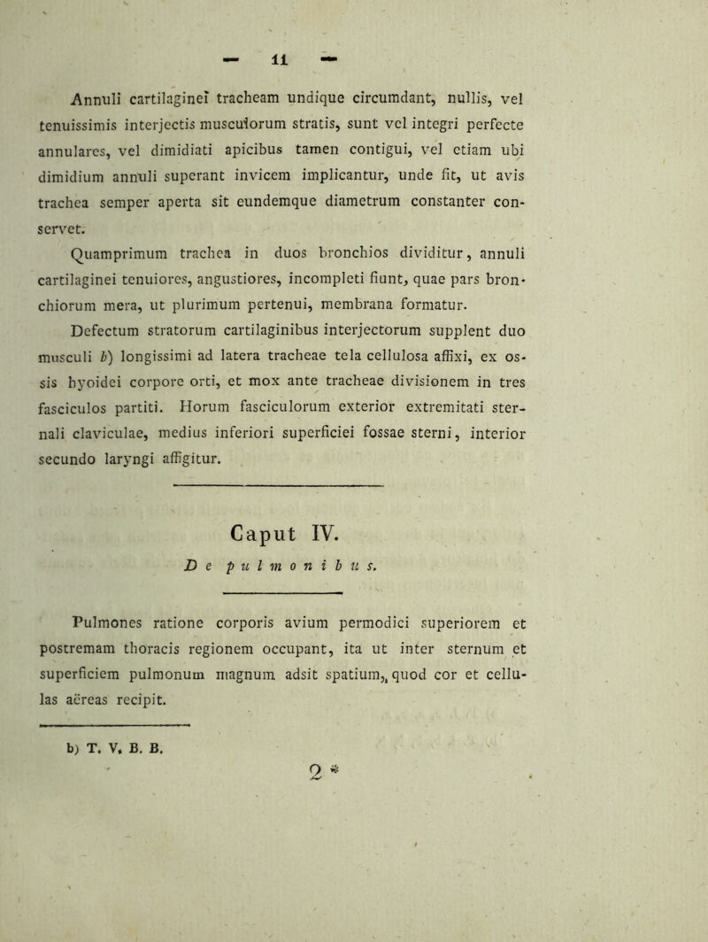 Anniili cartilaginei tracheam undique circumdant, nullis, vel tenuissimis interjectis musculorum stratis, sunt vel integri perfecte annulares, vel dimidiati apicibus tamen contigui, vel etiam ubi dimidium annuli superant invicem implicantur, unde fit, ut avis trachea semper aperta sit eundemque diametrum constanter con- servet. Quamprimum trachea in duos bronchios dividitur, annuli cartilaginei tenuiores, angustiores, incompleti fiunt, quae pars bron- chiorum mera, ut plurimum pertenui, membrana formatur. Defectum stratorum cartilaginibus interjectorum supplent duo musculi b) longissimi ad latera tracheae tela cellulosa affixi, ex os- sis hyoidei corpore orti, et mox ante tracheae divisionem in tres fasciculos partiti. Horum fasciculorum exterior extremitati ster- nali claviculae, medius inferiori superficiei fossae sterni, interior secundo laryngi affigitur. Caput IV. De pulmonibus. Pulmones ratione corporis avium permodici superiorem et postremam thoracis regionem occupant, ita ut inter sternum et superficiem pulmonum magnum adsit spatium,, quod cor et cellu- las aereas recipit. 2 b) T. V, B. B.