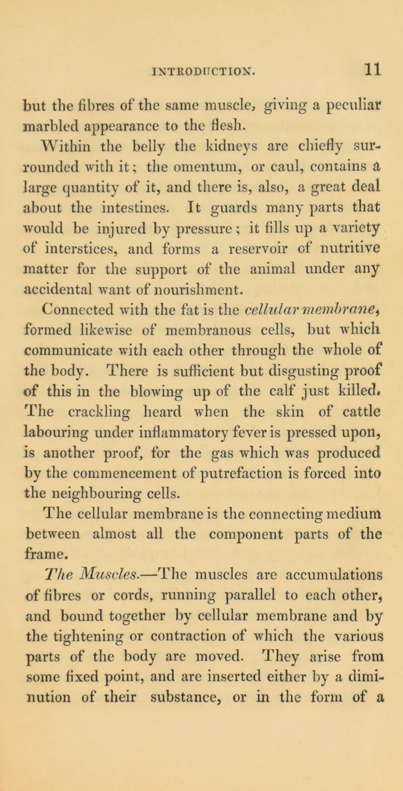 but the fibres of the same muscle, giving a peculiar marbled appearance to the flesh. Within the belly the kidneys are chiefly sur- rounded with it; the omentum, or caul, contains a large quantity of it, and there is, also, a great deal about the intestines. It guards many parts that would be injured by pressure; it fills up a variety of interstices, and forms a reservoir of nutritive matter for the support of the animal under any accidental want of nourishment. Connected with the fat is the cellular membrane, formed likewise of membranous cells, but which communicate with each other through the whole of the body. There is sufficient but disgusting proof of this in the blowing up of the calf just killed. The crackling heard when the skin of cattle labouring under inflammatory fever is pressed upon, is another proof, for the gas which was produced by the commencement of putrefaction is forced into the neighbouring cells. The cellular membrane is the connecting medium between almost all the component parts of the frame. The Muscles.—The muscles are accumulations of fibres or cords, running parallel to each other, and bound together by cellular membrane and by the tightening or contraction of which the various parts of the body are moved. They arise from some fixed point, and are inserted either by a dimi- nution of their substance, or in the form of a