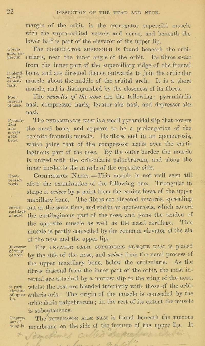margin of the orbit, is the corrugator supercilii muscle with the supra-orbital vessels and nerve, and beneath the lower half is part of the elevator of the upper lip. Ces: The CORRUGATOR SUPERCILII is found beneath the orbi- percilii Cularis, near the inner angle of the orbit. Its fibres arise from the inner part of the superciliary ridge of the frontal ig blend bone, and are directed thence outwards to join the orbicular orbicu- muscle about the middle of the orbital arch. It is a short laris. ° eis : : ~ muscle, and is distinguished by the closeness of its fibres. Four, The muscles of the nose are the following: pyramidalis muscies . . . ofnose. Nasi, Compressor naris, levator ale nasi, and depressor ala nasi. Pyrami- The PYRAMIDALIS NASI is a small pyramidal slip that covers ee the nasal bone, and appears to be a prolongation of the as occipito-frontalis muscle. Its fibres end in an aponeurosis, which joins that of the compressor naris over the carti- laginous part of the nose. By the outer border the muscle is united with the orbicularis palpebrarum, and along the inner border is the muscle of the opposite side. Com- Compressor Naris.—This muscle is not well seen till naris after the examination of the following one. Triangular in shape it arises by a point from the canine fossa of the upper maxillary bone. The fibres are directed inwards, spreading ise out at the same time, and end in an aponeurosis, which covers ofnose. the cartilaginous part of the nose, and joins the tendon of the opposite muscle as well as the nasal cartilage. This muscle is partly concealed by the common elevator of the ala of the nose and the upper lip. ioe The LEVATOR LABIL SUPERIORIS ALAQUE NASI is placed ofnose by the side of the nose, and arises from the nasal process of the upper maxillary bone, below the orbicularis. As the fibres descend from the inner part of the orbit, the most in- ternal are attached by a narrow slip to the wing of the nose, te whilst the rest are blended inferiorly with. those of the orbi- ure cularis oris. The origin of the muscle is concealed by the orbicularis palpebrarum ; in the rest of its extent the muscle is subcutaneous. wy Depres- ‘The DEPRESSOR ALA NASI is found beneath the mucous wing is membrane on the side of the frenum of the upper lips) Jt ; . : ay # i ec £P sf - , p> roam ——_ ise c >