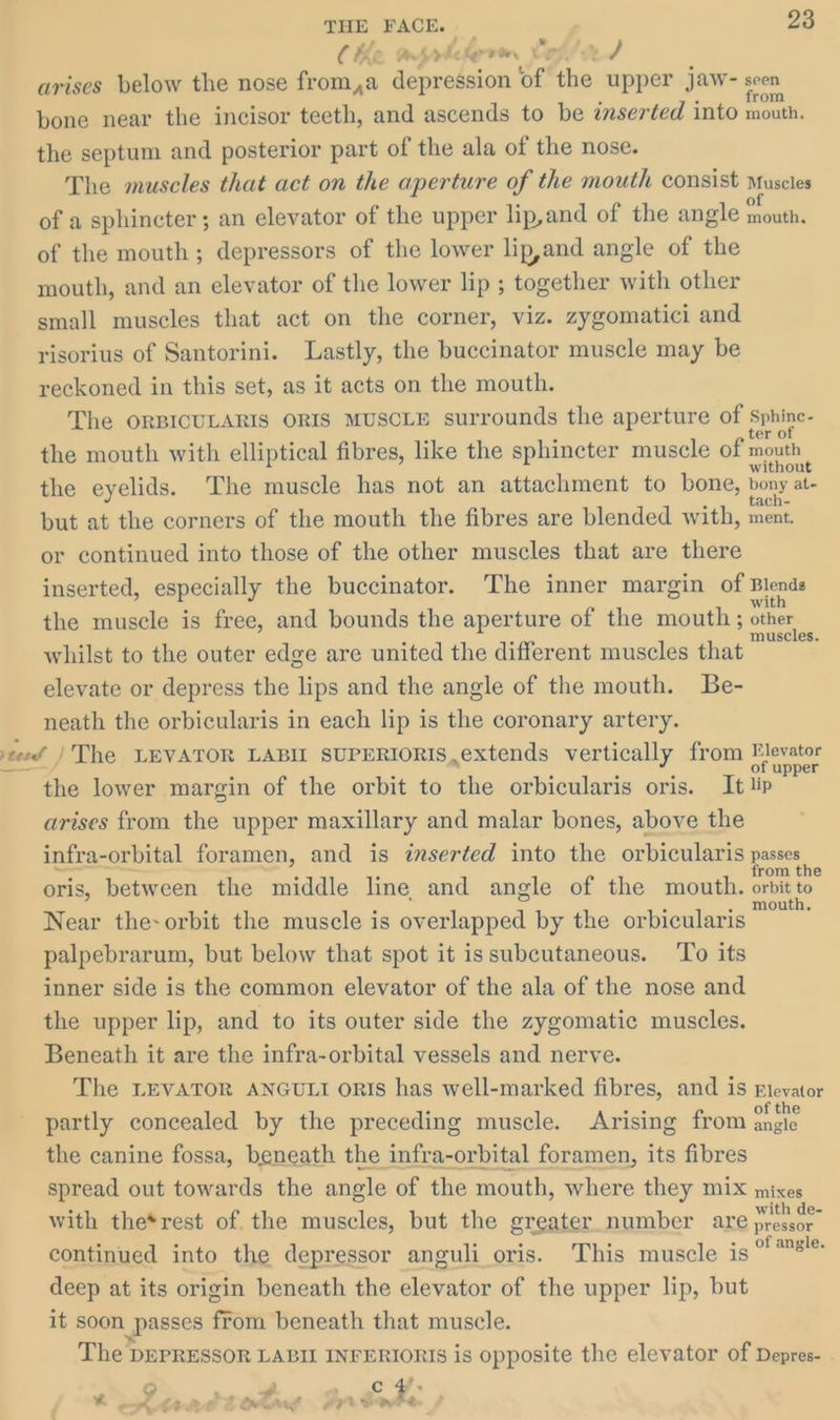 4 Y C ke hrdclgrrin COs ot e arises below the nose from,a a of the upper jaw- seen bone near the incisor teeth, and ascends to be znserted into ee the septum and posterior part of the ala of the nose. The muscles that act on the aperture of the mouth consist Muscles of a sphincter ; an elevator of the upper lip,and of the angle x rai of the mouth; depressors of the lower lip,and angle of the mouth, and an elevator of the lower lip ; together with other small muscles that act on the corner, viz. zygomatici and risorius of Santorini. Lastly, the buccinator muscle may be reckoned in this set, as it acts on the mouth. The ORBICULARIS ORIS MUSCLE surrounds the aperture of : Sphine- the mouth with elliptical fibres, like the sphincter muscle of mouth | the eyelids. The muscle has not an attachment to bone, bony at- but at the corners of the mouth the fibres are blended with, ment. or continued into those of the other muscles that are there inserted, especially the buccinator. The inner margin of Blends the muscle is free, and bounds the aperture of the mouth; other whilst to the outer edge are united the different muscles that ‘ee elevate or depress the lips and the angle of the mouth. Be- neath the orbicularis in each lip is the coronary artery. te’ /The LEVATOR LABIL SUPERIORIS,extends vertically from pokes the lower margin of the orbit to the orbicularis oris. It lip arises from the upper maxillary and malar bones, above the infra-orbital foramen, and is iserted into the orbicularis passes, oris, between the middle line and angle of the mouth. orbit to Near the-orbit the muscle is overlapped by the orbicularis ai palpebrarum, but below that spot it issubeutaneous. ‘To its inner side is the common elevator of the ala of the nose and the upper lip, and to its outer side the zygomatic muscles. Beneath it are the infra-orbital vessels and nerve. The LEVATOR ANGULI oRIs has well-marked fibres, and is Flevator partly concealed by the preceding muscle. Arising from gnsle the canine fossa, beneath the infra-orbital foramen, its fibres spread out towards the angle of the mouth, where they mix mixes with the*rest of. the muscles, but the greater. number age prema” continued into the depressor anguli oris. This muscle is a deep at its origin beneath the elevator of the upper lip, but it soon passes from beneath that muscle. The DEPRESSOR LABIL INFERIORIS is opposite the elevator of Depres- >) ; ¥ . (0) | A Kh fiber tnt PHL VoTe ra
