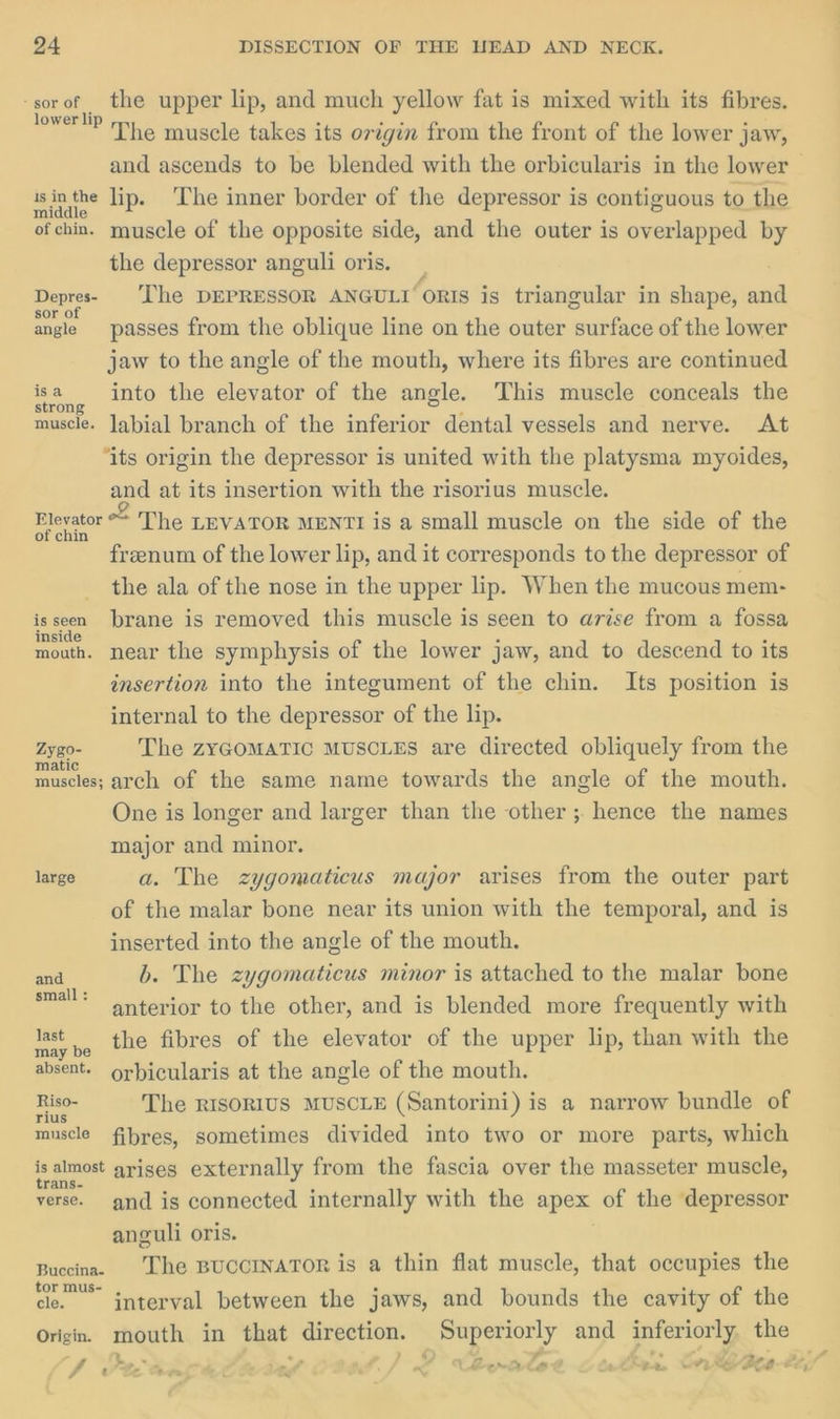 ae the upper lip, and much yellow fat is mixed with its fibres. The muscle takes its origin from the front of the lower jaw, and ascends to be blended with the orbicularis in the lower — pip the lip. The inner border of the depressor is contiguous to the ofchin. muscle of the opposite side, and the outer is overlapped by the depressor anguli oris. Depres- The DEPRESSOR ANGULIoRIS is triangular in shape, and angle passes from the oblique line on the outer surface of the lower jaw to the angle of the mouth, where its fibres are continued Bo into the elevator of the angle. This muscle conceals the muscle. Jabial branch of the inferior dental vessels and nerve. At ‘its origin the depressor is united with the platysma myoides, and at its insertion with the risorius muscle. xaorator e= The LEVATOR MENTI is a small muscle on the side of the freenum of the lower lip, and it corresponds to the depressor of the ala of the nose in the upper lip. When the mucous mem- isseen brane is removed this muscle is seen to arise from a fossa inside . ‘ . mouth. near the symphysis of the lower jaw, and to descend to its insertion into the integument of the chin. Its position is internal to the depressor of the lip. Zygo- The zZYGOMATIC MUSCLES are directed obliquely from the muscles; arch of the same name towards the angle of the mouth. One is longer and larger than the other; hence the names major and minor. large a. The zygomaticus major arises from the outer part of the malar bone near its union with the temporal, and is inserted into the angle of the mouth. and b. The zygomaticus minor is attached to the malar bone small: anterior to the other, and is blended more frequently with ey pe the fibres of the elevator of the upper lip, than with the absent. orbicularis at the angle of the mouth. mE The RISORIUS MUSCLE (Santorini) is a narrow bundle of muscle fibres, sometimes divided into two or more parts, which is almost arises externally from the fascia over the masseter muscle, verse. and is connected internally with the apex of the depressor anguli oris. Buccina. ‘The BUCCINATOR is a thin flat muscle, that occupies the de. interval between the jaws, and bounds the cavity of the Origin. mouth in that direction. Superiorly and inferiorly. the