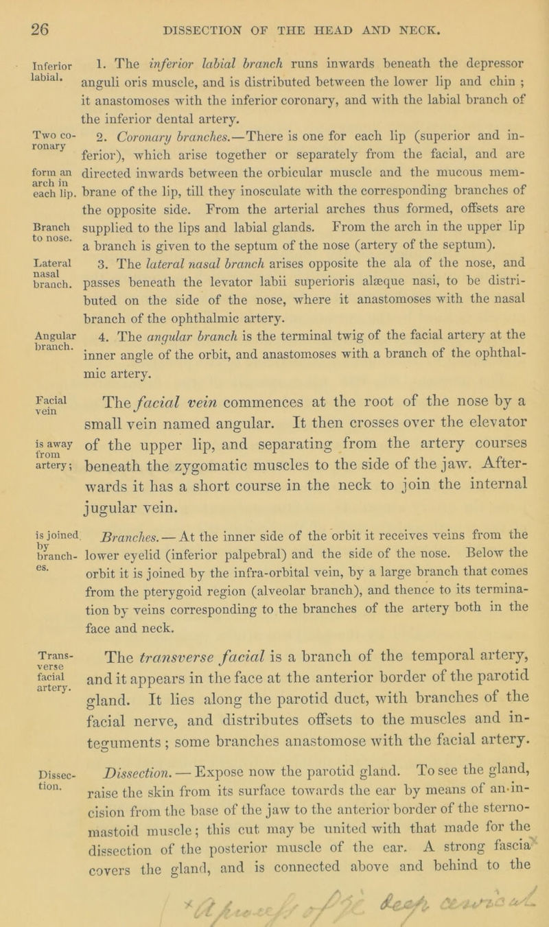 Inferior labial. Two co- ronary form an arch in each lip. Branch to nose. Lateral nasal branch. Angular branch. Facial vein is away from artery ; is joined. by branch- es. Trans- verse facial artery. Dissec- tion, 1. The inferior labial branch runs inwards beneath the depressor anguli oris muscle, and is distributed between the lower lip and chin ; it anastomoses with the inferior coronary, and with the labial branch of the inferior dental artery. 2. Coronary branches.—There is one for each lip (superior and in- ferior), which arise together or separately from the facial, and are directed inwards between the orbicular muscle and the mucous mem- brane of the lip, till they inoseulate with the corresponding branches of the opposite side. From the arterial arches thus formed, offsets are supplied to the lips and labial glands. From the arch in the upper lip a branch is given to the septum of the nose (artery of the septum). 3. The lateral nasal branch arises opposite the ala of the nose, and passes beneath the levator labii superioris alaque nasi, to be distri- buted on the side of the nose, where it anastomoses with the nasal branch of the ophthalmic artery. 4. The angular branch is the terminal twig of the facial artery at the inner angle of the orbit, and anastomoses with a branch of the ophthal- mic artery. The facial vein commences at the root of the nose by a small vein named angular. It then crosses over the elevator of the upper lip, and separating from the artery courses beneath the zygomatic muscles to the side of the jaw. After- wards it has a short course in the neck to join the internal jugular vein. Branches. — At the inner side of the orbit it receives veins from the lower eyelid (inferior palpebral) and the side of the nose. Below the orbit it is joined by the infra-orbital vein, by a large branch that comes from the pterygoid region (alveolar branch), and thence to its termina- tion by veins corresponding to the branches of the artery both in the face and neck. The transverse facial is a branch of the temporal artery, and it appears in the face at the anterior border of the parotid gland. It lies along the parotid duct, with branches of the facial nerve, and distributes offsets to the muscles and in- teguments ; some branches anastomose with the facial artery. Dissection. — Expose now the parotid gland. To see the gland, raise the skin from its surface towards the ear by means of an-in- cision from the base of the jaw to the anterior border of the sterno- mastoid muscle; this cut may be united with that made for the dissection of the posterior muscle of the ear. A strong fascia” covers the gland, and is connected above and behind to the f\ » eo ’ A e - we / £ A oe. - ‘ \ . So sO > - tp POR SY Sa f r a +f he Me Se Cote & —_ - ? YF ; A