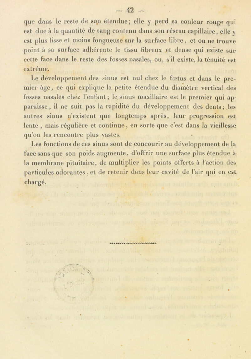 que dans le reste de son étendue; elle y perd sa couleur rouge qui est due à la quantité de sang contenu dans son réseau capillaire, elle y est plus lisse et moins fongueuse sur la surface libre, et on ne trouve point à sa surface adhérente le tissu fibreux et dense qui existe sur cette face dans le reste des fosses nasales, ou, s’il existe, la ténuité est extrême. Le développement des sinus est nul chez le fœtus et dans le pre- mier âge, ce qui explique la petite étendue du diamètre vertical des fosses nasales chez l’enfant; le.sinus maxillaire est le premier qui ap- paraisse, il ne suit pas la rapidité du développement des dents;.les autres sinus n’existent que longtemps après, leur progression est lente , mais régulière et continue, en sorte que c’est dans la vieillesse qu’on les rencontre plus vastes. Les fonctions de ces sinus sont de concourir au développement de la face sans que son poids augmente, d’offrir une surface plus étendue à la membrane pituitaire, de multiplier les points offerts à l’action des particules odorantes , et de retenir dans leur cavité de l’air qui en est chargé. W»WV\lW^ V\A