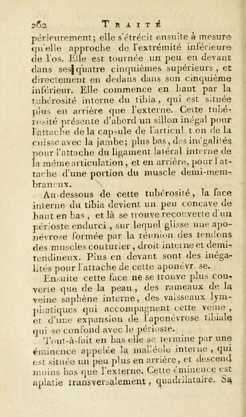 péripuroment; elle s’étrécit ensuite à mesure quelle approche de l’extrémité inférieure de l’os. Elle est tournée un peu en devant dans sesjquatre cinquièmes supérieurs, et directement en dedans dans son cinquième inférieur. Elle commence en haut par la tubérosité interne du tibia, qui est Située plus en aî'î’ière que l’externe. Cette tube- rr:>.ité présente d’abord un sillon inégal pour lattaclie delà capsule de l’articul t.on de la cuisse avec la jambe; plus bas, des inc'gali.'és. pour l’attache du ligament latéral interne de la même articulation , et en arrière, pour l at- tache d’une portion du muscle demi-mem- braneux. Au-dessous de cette tubérosité, la face iiileriie du tibia devient un peu concave de haut en bas , et là se trouve recouverte d uii périoste endurci , sur lequel glisse une ajio- névrose formée par la réunion des tendons des muscles couturier , droit interne et demi-, tendineux. Plus en devant sont des inéga- lités pour rattache de celte aponévrv se. Ensuite cette face ne se trouve plus cou- verte que de la peau , des rameaux de la A^eiue saphène interne, des vaisseaux lym- piiatiques qui accompagnent cette veine , et d’une expansion de 1 aponévrose tibiale qui se confond avec le périe^ste. Tonî-à-fait en bas elle se termine par une éminence appeiee la inai.éoie inteiue , qui est située un peu plus en arrière, et tlescend moins bas C|ue l’externe. Cette ( minenee est aplatie transversalement, quadriiatai^'^*