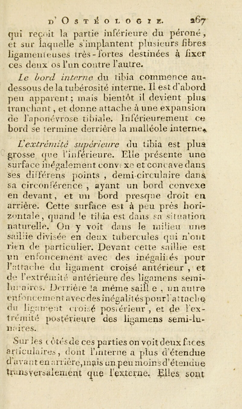 D Ost:^oi.ogie. ^67 qui reçrât la partie inférieure du péroné, et sur laquelle s’implantent plusieurs fibres ligameiiieuses très-fortes destinées a, fixer ces deux os l’on contre l’autre. Le bord interne du tibia commence au- dessous de la tubérosité interne. Il est d abord peu apparent; mais bientôt il devjent plus, tranclianl, et donne attache à une expansion de l’aponévrose tibiale. Inlérieurement ce bord se termine derrière la malléole interne#^ Ldextrémité supérieure du tibia est pluâ ^ grosse que l’iiiférieure. Elle présente une surface iné‘?.alement convv xo et concave dans ses différens points , demi-circulaire dans, bord convexe 1, sa cjrconlerence , ayant un en devant, et nn bord presque cJroit en arriére. Cette surface est à peu près hori- zontale, quand le tibia est dans sa situ.atioii naturelle. Ou y voit dans le milieu une sailîie divisée en deux tubercules qiîi n’out ritn de particulier. Pevant cette saillie est tm enfoncement avec des inéaaliiës pour J r:tta<;lie du ligament croisé antérieur , et de l’extrémité antérieure des liuamens semi- rm aircs. Dcrrièie la même saille , un autre enioricement avec des inéi^aliîés pour] a ttache du ligrm:eut ('loisé postérieur , et de l’ex- 1 rémité postérieure des ligamens semi-lu- naires. Sur les t otésde ces parties on voit deux f.ices ariicula ires, dont l’interne a plus d’étendue d avant en arrière,m^is un peiiniüinsd’éteiiüiie transyeioalenient que l’externe. Elles, sont