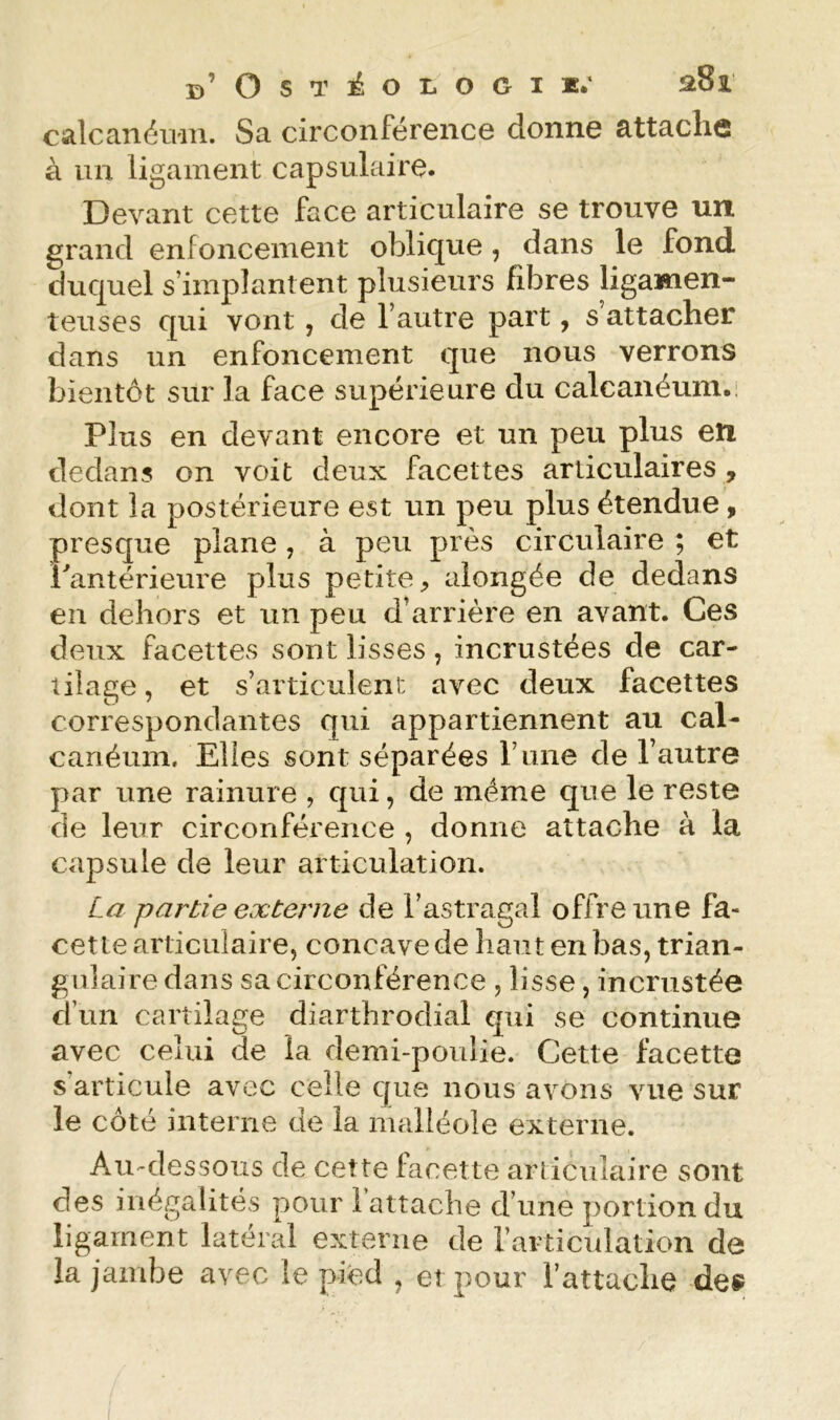 calcanéiiiii. Sa circonférence donne attache à un ligament capsulaire. Devant cette face articulaire se trouve un grand enfoncement oblique , dans le fond duquel s’implantent plusieurs fibres ligamen- teuses qui vont, de l’autre part, s attacher dans un enfoncement que nous verrons bientôt sur la face supérieure du calcanéum.: Plus en devant encore et un peu plus en dedans on voit deux facettes articulaires, dont la postérieure est un peu plus étendue » presque plane, à peu près circulaire ; et 1 antérieure plus petite, alongée de dedans en dehors et un peu d’arrière en avant. Ces deux facettes sont lisses, incrustées de car- tilage , et s’articulent avec deux facettes correspondantes qui appartiennent au cal- canéum. Elles sont séparées l’iine de l’autre par une rainure , qui, de même que le reste de leur circonférence , donne attache à la capsule de leur articulation. La partie externe de l’astragal offre une fa- cette articulaire, concave de liant en bas, trian- gulaire dans sa circonférence , lisse, incrustée d’un cartilage diarthrodial qui se continue avec celui de la demi-poulie. Cette facette s’articule avec celle que nous avons vue sur le côté interne de la malléole externe. Au-dessous de cette facette arliculaire sont des inégalités pour 1 attache d’une portion du ligament latéral externe de l’articulation de la jambe avec le pied , et pour l’attache de®