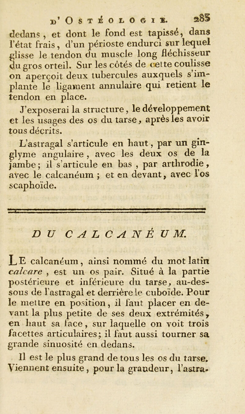 D’OsT^oiiOGi*. aSS dedans , et dont le fond est tapissé, dans l’état frais, d’un périoste endurci sur lequel glisse le tendon du muscle long fléchisseur du gros orteil. Sur les cotés de cette coulisse on aperçoit deux tubercules auxquels s’im- plante le ligament annulaire qui retient le tendon en place. J’exposerai la structure, le développement et les usages des os du tarse, après les avoir tous décrits. L’astragal s’articule en haut, par un gîn- glynie angulaire , avec les deux os de la jambe ; il s’articule en bas , par arthrodie, avec le calcanéum ; et en devant, avec l’os scaphoïde. DU CALCANÉUM. L E calcanéum, ainsi nommé du mot latin calcare , est un os pair. Situé à la partie postérieure et inférieure du tarse, au-des- sous de l’astragal et derrière le cuboïde. Pour le mettre en position, il faut placer en de- vant la plus petite de ses deux extrémités y en haut sa face, sur laquelle on voit trois facettes articulaires ; il faut aussi tourner sa grande sinuosité en dedans. Il est le plus grand de tous les os du tarse. Viennent ensuite, pour la grandeur, l’astra*