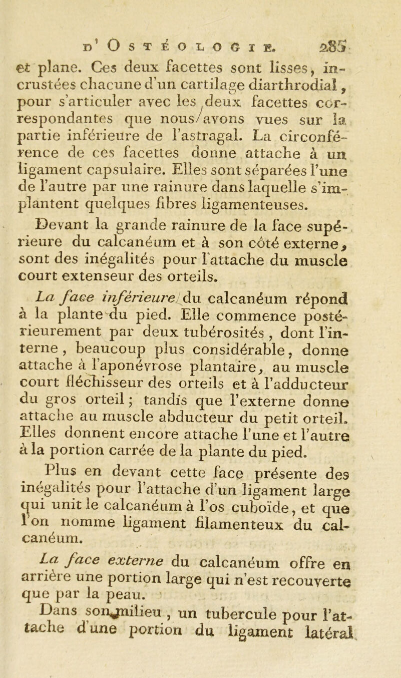 d'Ost^oi.ogïe. 5i8S et plane. Ces deux facettes sont lisses, in- crustées chacune d’un cartilage diarthrodial, pour s’articiüer avec les deux facettes cor- respondantes que nous/avons vues sur la partie inférieure de Fastragal. La circonfé- rence de ces facettes donne attache à un ligament capsulaire. Elles sont séparées Tune de l’autre par une rainure dans laquelle s’im- plantent quelques fibres ligamenteuses. Devant la grande rainure de la face supé- rieure du calcanéum et à son côté externe > sont des inégalités pour l'attache du muscle court extenseur des orteils. La face inférieure[Avl calcanéum répond à la plante du pied. Elle commence posté- rieurement par deux tubérosités , dont l’in- terne , beaucoup plus considérable, donne attache à l’aponévrose plantaire^ au muscle court fléchisseur des orteils et à l’adducteur du gros orteil ; tandis que l’externe donne attache au muscle abducteur du petit orteil. Elles donnent encore attache l’ime et l’autre à la portion carrée de la plante du pied. Plus en devant cette face présente des inégalités pour l’attache d’un ligament large qui unit le calcanéum à l’os cuboïde, et que l’on nomme ligament filamenteux du cal- canéum. La face externe du calcanéum offre en arrière une portion large qui n’est recouverte que par la peau. Dans sonjniiieu , un tubercule pour l’at- tache d une portion du ligament latéral.