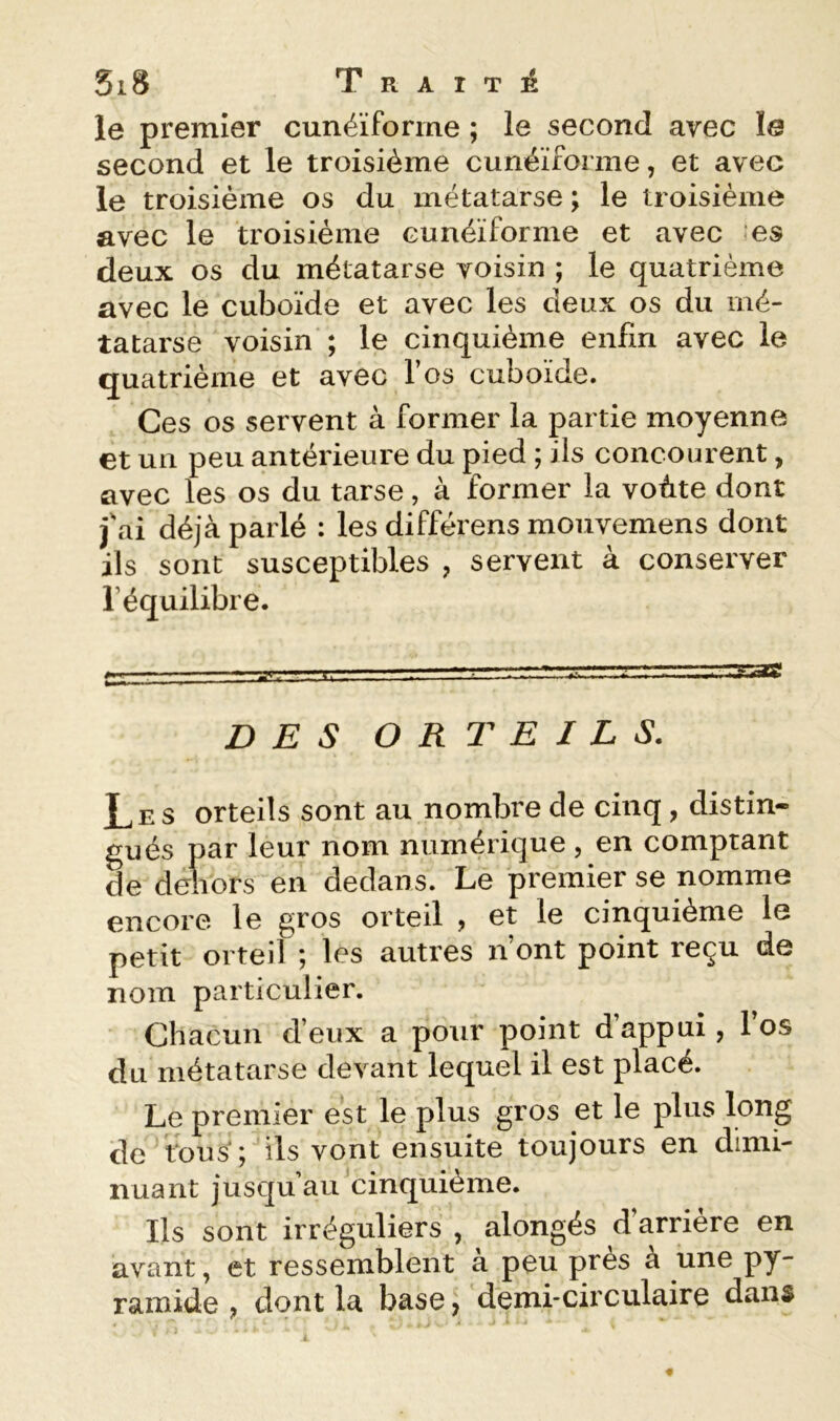 le premier cunéiforme ; le second avec le second et le troisième cunéiforme, et avec le troisième os du métatarse ; le troisième avec le troisième cunéiforme et avec es deux os du métatarse voisin ; le quatrième avec le cuboïde et avec les deux os du mé- tatarse voisin ; le cinquième enfin avec le quatrième et avec l’os cuboïde. Ces os servent à former la partie moyenne et un peu antérieure du pied ; ils concourent, avec les os du tarse, à former la voûte dont fai déjà parlé : les différons mouvemens dont ils sont susceptibles , servent à conserver l’équilibre. DES ORTEILS. Les orteils sont au nombre de cinq , distin- gués par leur nom numérique , en comptant de dehors en dedans. Le premier se nomme encore le gros orteil , et le cinquième le petit orteil ; les autres n’ont point reçu de nom particulier. Chacun d’eux a pour point d’appui, l’os du métatarse devant lequel il est placé. Le premier est le plus gros et le plus long de tous'; ils vont ensuite toujours en dimi- nuant jusqu’au cinquième. Ils sont irréguliers , alongés d’arrière en avant, et ressemblent à peu près à une py- ramide ? dont la base, demi-circulaire dans