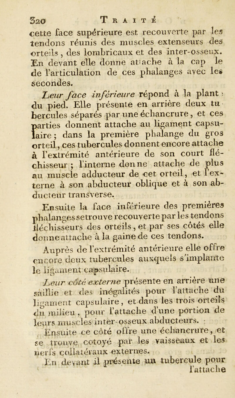 cette face supérieure est recouverte par les tendons réunis des muscles extenseurs des orteils , des lombricaux et des inter-osseux. En devant elle donne atiacbe à la cap le de l’articulation de ces phalanges avec les secorides. Leur face inférieure répond à la plant i du pied. Elle présente en arrière deux tu hercules séparés par une échancrure, et ces Ïparties donnent attache au ligament capsu- aire ; dans la première phalange du gros orteil, ces tubercules donnent encore attache à l'extrémité antérieure de son court flé- chisseur ; rinterne donne attache de plus au muscle adducteur de cet orteil, et l’ex- terne à son abducteur oblique et à son ab- ducteur transverse. Ensuite la face inférieure des premières phalanges setrouve recouverte par les tendons lléchisseurs des orteils, et par ses côtés elle donne attache à la gaine de ces tendons. Auprès de l’extrémité antérieure elle offre encore deux tubercules auxquels s implante le ligament capsulaire. Leur côté externe présente en arrière une saillie et des inégalités pour l’attache du li^^ament capsulaire, et dans les trois orteils du milieu , pour l’attache d’une portion de leurs muscles inter-osseux abducteurs. Ensuite ce côté offre une échancrure, et se trouve cotoyé par les vaisseaux et les nerfs collatéraux externes. En devant il présente un tubercule pour l’attache