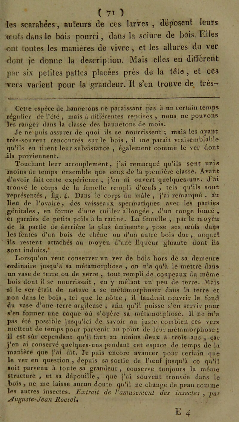 les scarabées, ailleurs de ces larves , déposent leurs œufs dans le bois pourri, dans la sciure de bois. Elles ont toutes les manières de vivre , et les allures du ver -dont je donne la description. Mais elles en different par six petites pattes placées près de la tête , et ces vers varient pour la grandeur. Il s’cn trouve de très— Cette espèce de hannetons ne paraissant pas à nn certain temps régulier de l’été , mais à différentes reprises , nous ne pouvons les ranger dans la classe des hannetons de mois. Je ne puis assurei de quoi ils se nourrissent ; niais les ayant très-souvent rencontrés sur le bois , il me paraît vraisemblable qu’ils eu tirent leur subsistance , également comme le ver dont ils proviennent. Touchant leur accouplement, j’ai remarqué qu’ils sont unis moins de temps ensemble que ceux-de la première classe. Avant d’avoir fait celte expérience , j’en ai ouvert quelques-uns. J’ai trouvé le corps de la femelle rempli d’œufs, tels qu’ils sont représentés , fig. 4- Datls le corps du mâle , j’ai remarqué , au lieu de l’ovaire, des vaisseaux spermatiques avec les parties génitales , en forme d’une cuiller allongée , d’un rouge foncé , et garnies de petits poils à la racine. La femelle , par le moyen de la partie de derrière la plus éminente , pose scs œufs dans les fentes d’un bois de chêne ou d’un autre bois dur , auquel ils restent attachés au moyen d’une liqueur gluante dont ils sont induits.' Lorsqu’on veut conserver un ver de bois hors de sa demeure ordinaire jusqu’à sa métamorphose , on n’a qu’à le mettre dans un vase de terre ou de verre , tout rempli de coupeaux du même bois dont il se nourrissait , en y mêlant un peu de terre. Mais si le ver était de nature a se métamorphoser dans la terre et non dans le bois , tel que le nôtre , il faudrait couvrir le fond du vase d’une terre argileuse , afin qu’il puisse s’en servir pour s’en former une coque où s’opère sa métamorphose. 11 ne rnht pas été possible jusqu’ici de savoir au juste combien ces vers mettent de temps pour parvenir au point de leur métamorphose ; il est sîlr cependant qu’il faut au moins deux à trois ans , car j’en ai conservé quelques-uns pendant cet espace de temps de la manière que j’ai dit. Je puis encore avancer pour certain que le ver en question , depuis sa sortie de l’œuf jusqu’à ce qu’il soit parvenu à toute sa grandeur, conserve toujours la même structure , et sa dépouille , que j’ai souvent trouvée dans le bois , ne me laisse aucun doute qu’il ne change de peau comme les autres insectes. Extrait de l’amusement des insectes , par Auguste-Jean Roesel,