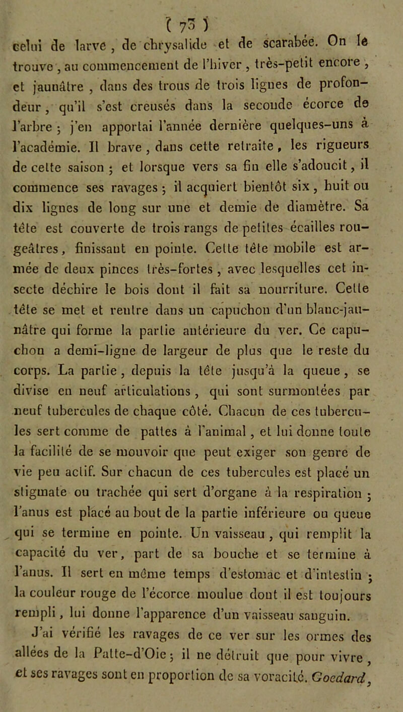 celui de larve, de chrysalide et de scarabée. On le trouve, au commencement de l’hiver , très-petit encore , et jaunâtre , dans des trous de trois lignes de profon- deur , qu’il s’est creusés dans la seconde écorce de l’arbre ; j’en apportai l’année dernière quelques-uns à l’académie. Il brave , dans cette retraite , les rigueurs de cette saison ; et lorsque vers sa fin elle s’adoucit, il commence ses ravages ; il acquiert bientôt six , huit ou dix lignes de long sur une et demie de diamètre. Sa tête est couverte de trois rangs de petites écailles rou- geâtres, finissant en pointe. Celle tête mobile est ar- mée de deux pinces très-fortes , avec lesquelles cet in- secte déchire le bois dont il fait sa nourriture. Cette tête se met et rentre dans un capuchon d'un blanc-jau- nâtre qui forme la partie antérieure du ver. Ce capu- chon a demi-ligne de largeur de plus que le reste du corps. La partie , depuis la tête jusqu’à la queue , se divise en neuf articulations , qui sont surmontées par neuf tubercules de chaque côté. Chacun de ces tubercu- les sert comme de pattes à l'animal, et lui donne toute la facilité de se mouvoir que peut exiger son genre de vie peu actif. Sur chacun de ces tubercules est placé un stigmate ou trachée qui sert d’organe à la respiration ; l’anus est placé au bout de la partie inférieure ou queue qui se termine en pointe. Un vaisseau , qui remplit la capacité du ver, part de sa bouche et se termine à l’anus. Il sert en même temps d’estomac et d'intestin ; la couleur rouge de l’écorce moulue dont il est toujours rempli, lui donne l’apparence d’un vaisseau sanguin. J’ai vérifié les ravages de ce ver sur les ormes des allées de la Palte-dOie; il ne détruit que pour vivre, et ses ravages sont en proportion de sa voracité. Goedard,