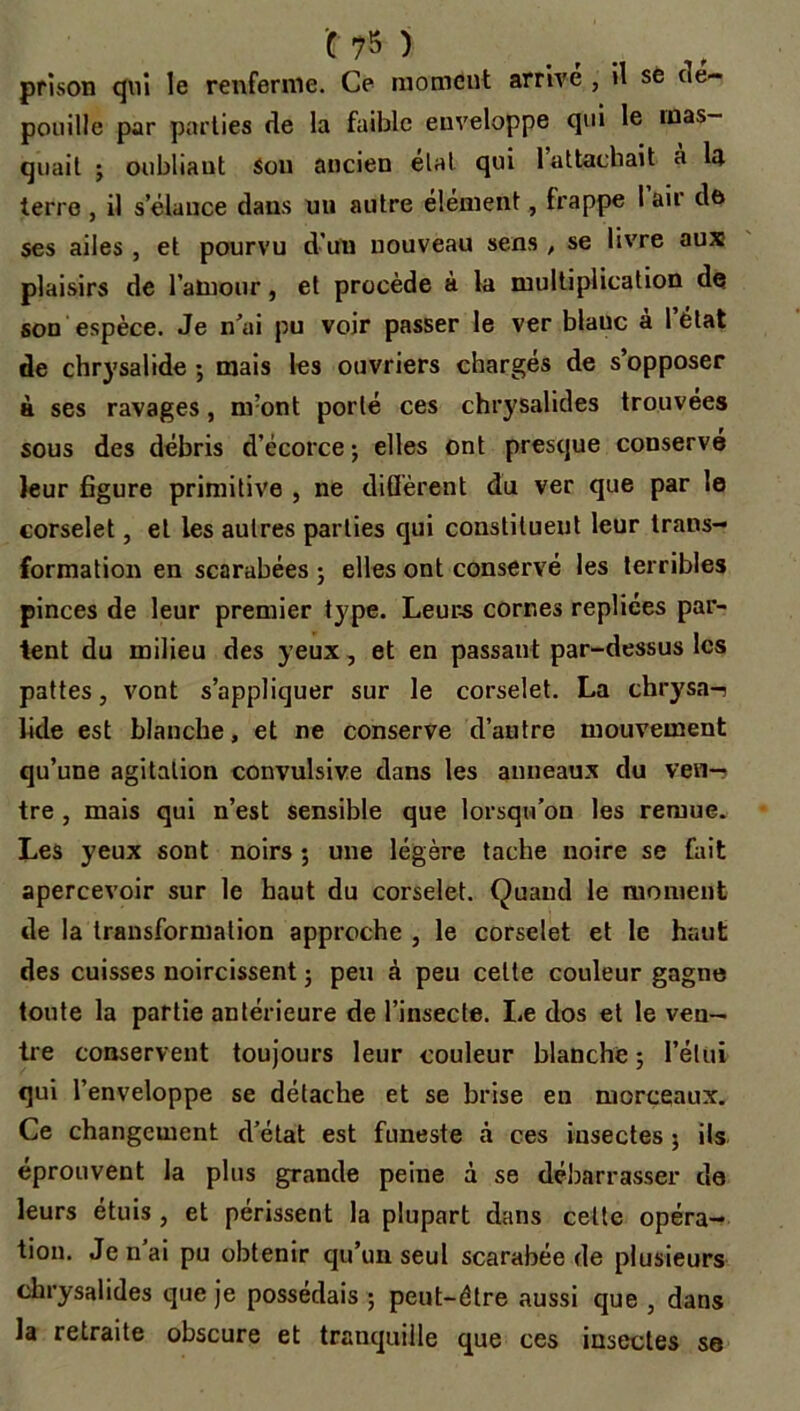 prison qui le renferme. Ce moment arrivé , il se dé- pouillé par parties de la faible enveloppe qui le mas- quait ; oubliaut Sou ancien état qui 1 attachait à la terre , il s élancé dans un autre élément, frappe 1 air de ses ailes , et pourvu d'un nouveau sens , se livre aux plaisirs de l'amour, et procède à la multiplication de sou espèce. Je n'ai pu voir passer le ver blauc à 1 état de chrysalide; mais les ouvriers chargés de s opposer à ses ravages, m’ont porté ces chrysalides trouvées sous des débris d’écorce; elles ont presque conservé leur figure primitive , ne diffèrent du ver que par le corselet, et les autres parties qui constituent leur trans- formation en scarabées ; elles ont conservé les terribles pinces de leur premier type. Leurs cornes repliées par- tent du milieu des yeux, et en passant par-dessus les pattes, vont s’appliquer sur le corselet. La chrysa-î lide est blanche, et ne conserve d’autre mouvement qu’une agitation convulsive dans les anneaux du ven-5 tre , mais qui n’est sensible que lorsqu’on les remue. Les yeux sont noirs ; une légère tache noire se fait apercevoir sur le haut du corselet. Quand le moment de la transformation approche , le corselet et le haut des cuisses noircissent ; peu à peu celte couleur gagne toute la partie antérieure de l’insecte. Le dos et le ven- tre conservent toujours leur couleur blanche ; Félin qui l’enveloppe se détache et se brise en morceaux. Ce changement d’état est funeste à ces insectes ; ils éprouvent la plus grande peine à se débarrasser de leurs étuis , et périssent la plupart dans celte opéra- tion. Jenai pu obtenir qu’un seul scarabée de plusieurs chrysalides que je possédais ; peut-être aussi que , dans la retraite obscure et tranquille que ces insectes se