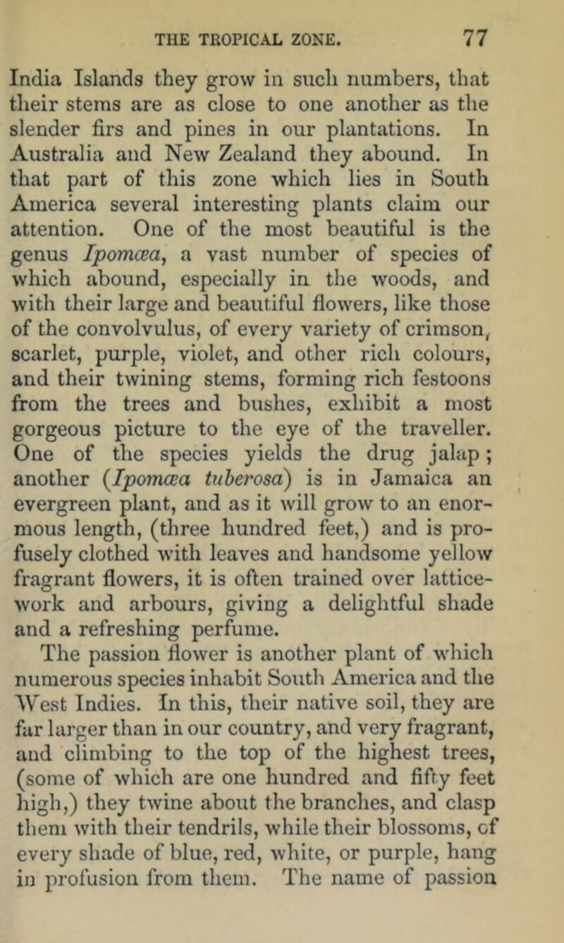 India Islands they grow in such numbers, that their stems are as close to one another as the slender firs and pines in our plantations. In Australia and New Zealand they abound. In that part of this zone which lies in South America several interesting plants claim our attention. One of the most beautiful is the genus IpomcBa, a vast number of species of which abound, especially in the woods, and with their large and beautiful flowers, like those of the convolvulus, of every variety of crimson, scarlet, purple, violet, and other rich colours, and their twining stems, forming rich festoons from the trees and bushes, exhibit a most gorgeous picture to the eye of the traveller. One of the species yields the drug jalap; another {Ipomcea tiiberosa) is in Jamaica an evergreen plant, and as it will grow to an enor- mous length, (three hundred feet,) and is pro- fusely clothed with leaves and handsome yellow fragrant flowers, it is often trained over lattice- work and arbours, giving a delightful shade and a refreshing perfume. The passion flower is another plant of which numerous species inhabit South America and the West Indies. In this, their native soil, they are far larger than in our country, and very fragrant, and climbing to the top of the highest trees, (some of which are one hundred and fifty feet high,) they twine about the branches, and clasp them with their tendrils, while their blossoms, of every shade of blue, red, white, or purple, hang in profusion from them. The name of passion