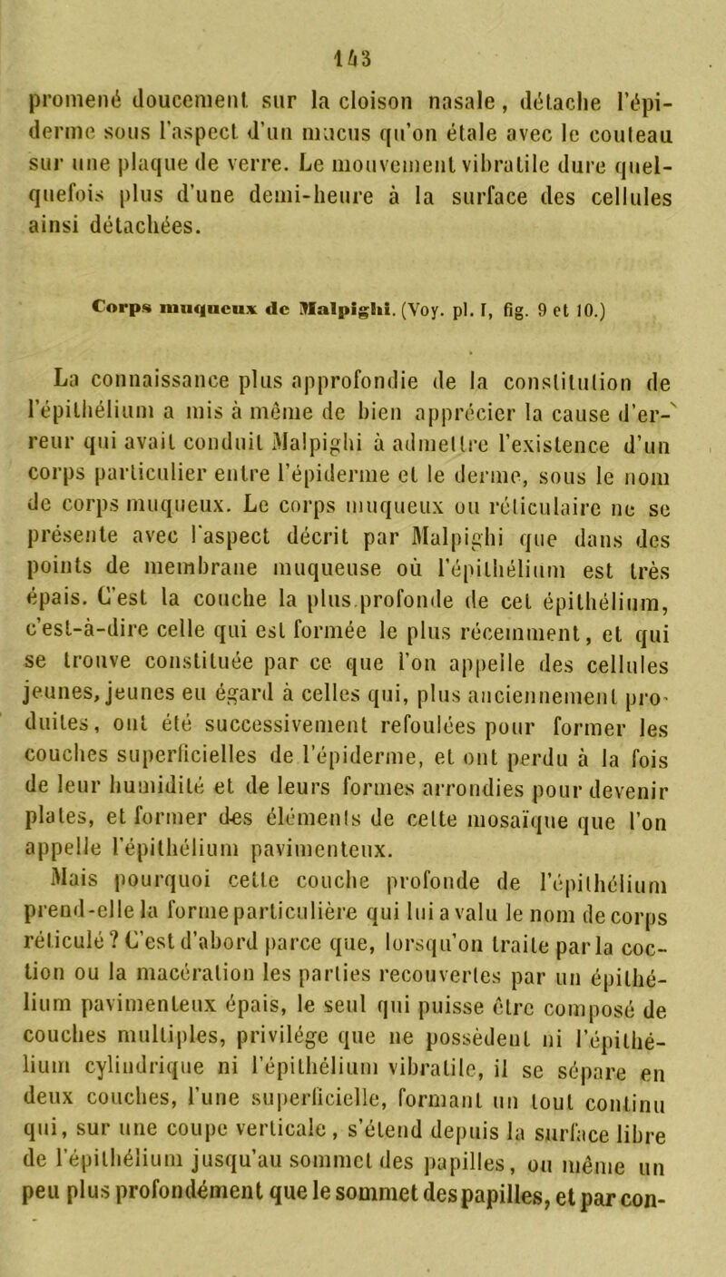 promené doucement sur la cloison nasale, détache l’épi- derme sous l’aspect d’un mucus qu’on étale avec le couteau sur une plaque de verre. Le mouvement vibrutile dure quel- quefois plus d’une demi-heure à la surface des cellules ainsi détachées. Corps muqueux de Malpighi. (Yoy. pl. T, fig. 9 et 10.) La connaissance plus approfondie de la constitution de l’épithélium a mis à même de bien apprécier la cause d’er-' reur qui avait conduit Malpighi à admettre l’existence d’un corps particulier entre l’épiderme et le derme, sous le nom de corps muqueux. Le corps muqueux ou réticulaire ne se présente avec l'aspect décrit par Malpighi que dans des points de membrane muqueuse où l’épithélium est très épais. L’est la couche la plus.profonde de cet épithélium, c’est-à-dire celle qui est formée le plus récemment, et qui se trouve constituée par ce que l’on appelle des cellules jeunes, jeunes eu égard à celles qui, plus anciennement pro- duites, oui été successivement refoulées pour former les couches superficielles de l’épiderme, et ont perdu à la fois de leur humidité et de leurs formes arrondies pour devenir plates, et former des éléments de celte mosaïque que l’on appelle l’épithélium pavimenteux. Mais pourquoi cette couche profonde de l’épithélium prend-elle la forme particulière qui lui a valu le nom de corps réticulé? L’est d’abord parce que, lorsqu’on traite parla coc- tion ou la macération les parties recouvertes par un épithé- lium pavimenteux épais, le seul qui puisse être composé de couches multiples, privilège que ne possèdent ni l’épithé- lium cylindrique ni l’épithélium vibralile, il se sépare en deux couches, l’une superficielle, formant un tout continu qui, sur une coupe verticale, s’étend depuis la surface libre de 1 épithélium jusqu’au sommet des papilles, ou même un peu plus profondément que le sommet des papilles, et par con-