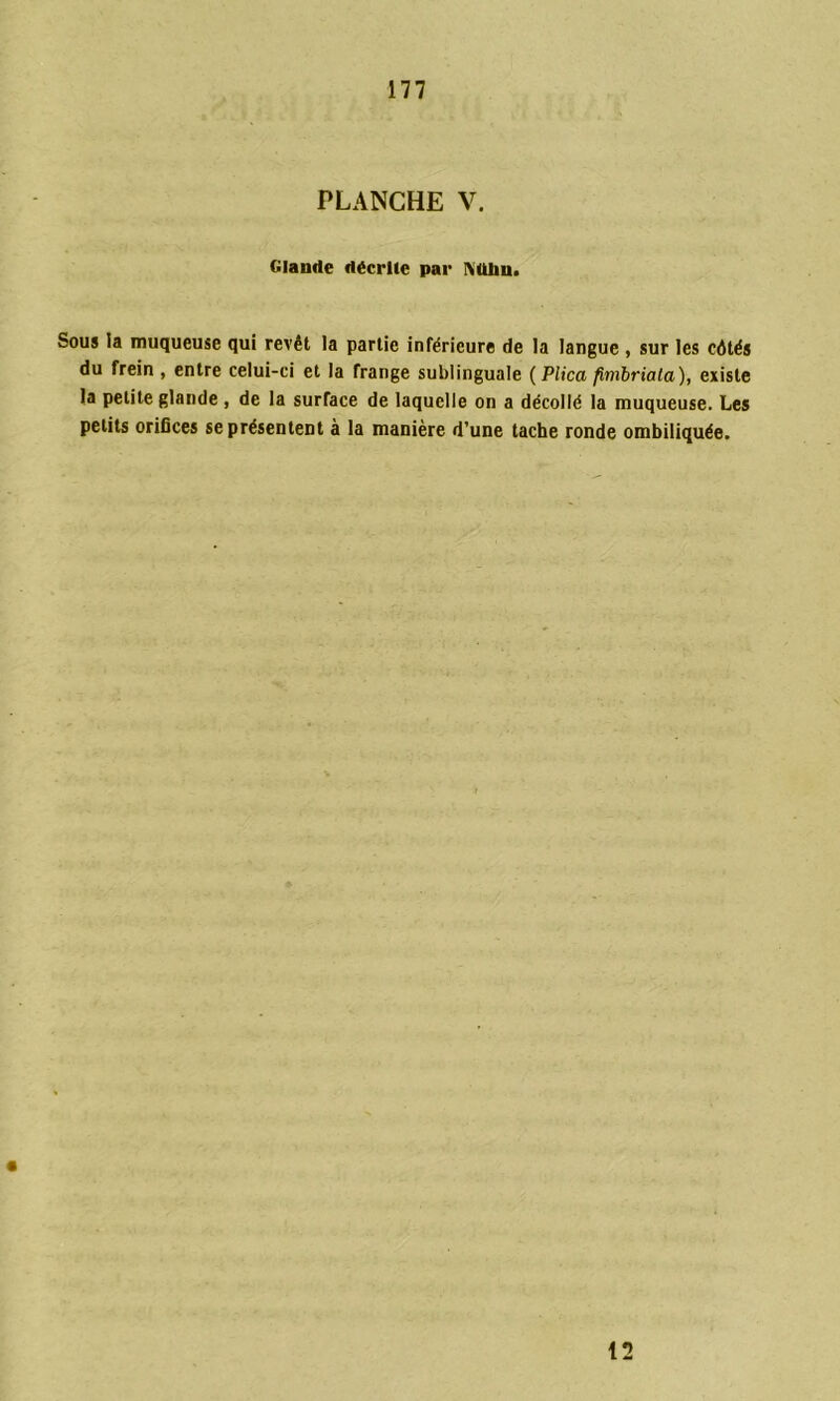 PLANCHE V. Glande décrite par I\(Uin> Sous la muqueuse qui revêt la partie inférieure de la langue , sur les côtés du frein , entre celui-ci et la frange sublinguale ( Plica fimbriala), existe la petite glande , de la surface de laquelle on a décollé la muqueuse. Les petits orifices se présentent à la manière d’une tache ronde ombiliquée. 12