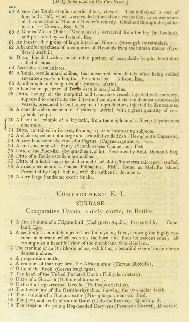 LOT 59 A very fine Tasnia osculis superficialibus, Ilooper. This individual is one of four and a half, which were voided at an alvine evacuation, in consequence of the operation of Madame Nieufer s remedy. Obtained through the polite- ness of — Howard, Esq. R. N. 60 A Guinea Worm (Filaria Medinensis) j extracted from the leg (in London), and presented by — Ireland, Esq. 61 An inextricable group of large intestinal Worms (Strongyli intestinales). 62 A beautiful specimen of a congeries of Hytadids from the human uterus (Cvs- ticerci uterini.) 63 Ditto, blended with a considerable portion of coagulable lymph, heretofore called decidua. 64 Ascaricles vermiculares. 65 A Taenia osculis marginalibus, that measured immediately after being voided seventeen yards in length. Presented by — Allison, Esq. 66 Another splendid congeries of Cysticerci uterini. 67 A handsome specimen of Tsetfia osculis marginalibus. 68 Ditto, having all the marginal and transverse vessels injected with mercury, supposed to constitute the intestinal canal, and the middlemost arborescent vessels, presumed to be the organs of reproduction, injected in like manner. 69 A considerable specimen of Cysticerci uterini, with A great quantity of coa- gulable lymph. 70 A beautiful example of a Hydatid, from the epiploon of a Sheep (Cysticercus omentalis). 71 Ditto, contained in its cyst, forming a pair of interesting subjects. 72 A choice specimen of a large and beautiful stuffed fish (Herophontis Capensis). 73 A very handsome skeleton of a Pagrus (Pagrus argenteus). Fish. 74 A fine .specimen of a Saury (Scombresoces Camperius). Fish. 75 Ditto of the Piper-fish (Syngnathus typhle). Presented by Robt. Dvmond, Esq. 76 Ditto of a Taenia osculis marginalibus. 77 Ditto, of a foetal sharp-headed finned Cachalot (Physeterus microps) : stuffed. 78 A dried specimen of a Gadus Pollachius. Fish : found at Melville Island. Presented by Capt. Sabine, with the authentic document. 79 A very large handsome exotic Snake. ,? Compartment E. I. SURBASE. Comparative Crania, chiefly exotic, in Bottles. 1 A fine cranium of a Frigate-bird (Tachypetes Aquila.) Presented by — Cope- land, E^q. 2 A section of a minutely injected head of a young Goat, showing the highly vas- cular membrane which secretes the horn and lines its osseous cone; af- fording also a beautiful view of the membrana Schneideriana. 3 The cranium of an Ornithorhynchus, exhibiting a beautiful view of its four large dentes molares. 4 A preparation bottle. 5 A cranium of that rare bird, the African crow (Corvus albicollis). 6 Ditto of the Rook (Corvus frugilegus). 7 The head of the Tufted Pochard Duck (Fuligula cristata). 8 Ditto of a Gar-fish (Belloue chlorosteus). 9 Ditto of a large-crested Greebe (Podiceps cristatus). 10 The lower jaw of the Ornithorhynchus, showing the two molar teeth. 11 The cranium of a Banana-eater (Musophaga violacea). Bird. 12 The jaws and teeth of an old Ratel (Gulo mellivorus). Quadruped. 13 The cranium of a young Dog-headed Dasyurus(Peracyon llarrisii, Brookes).