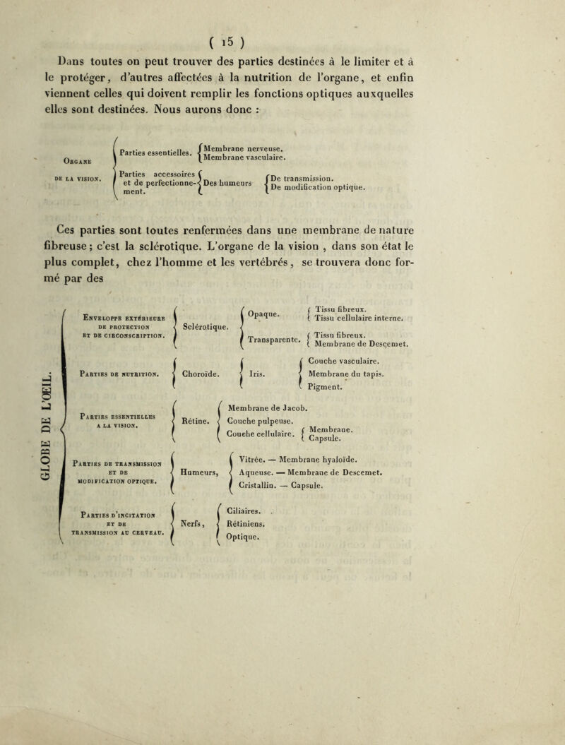 GLOBE DE L’ŒIL. Dans toutes on peut trouver des parties destinées à le limiter et à le protéger, d’autres afifectées à la nutrition de l’organe, et enfin viennent celles qui doivent remplir les fonctions optiques auxquelles elles sont destinées. Nous aurons donc : Obgane DE la vision. D .• .• Il fMembrane nerveuse. Parties essentielles, i . . • Membrane vasculaire. Parties accessoires f m . ■ • J. .. )r« 1 I De transmission. ^tede perfectionne-|Des humeurs | modification optiq, Ces parties sont toutes renfermées dans une membrane de nature fibreuse ; c’est la sclérotique. L’organe de la vision , dans son état le plus complet, chez l’homme et les vertébrés, se trouvera donc for- mé par des Enveloppe extiIbiedbb DE PBOTECTION ET DE CIBCONSCBIPTION. Pabties de NDTBITION. Pabties essentielles A LA VISION. Pabties de tbansmissio.n ET DE uodification oftiqce. Sclérotique. Choroïde. { n ( Ti I 1 'J’j Tissu fibreux. Tissu cellulaire interne. J rr. „ . f Tissu fibreux, f Psnspar n e. | Membrane de Desqemet Iris. Couche vasculaire. Membrane du tapis. Pigment. Membrane de Jacob. Rétine. < Couche pulpeuse. Couehe cellulaire. ^ Ca^psule^'^^' Vitrée. — Membrane hyaloïde. Humeurs, \ Aqueuse. — Membrane de Descemet. Cri.stallin. — Capsule. Pabties d’incitation ET DE TBANSUISSION AD CEBVEAD. Nerfs, Ciliaires. Rétiniens. Optique.