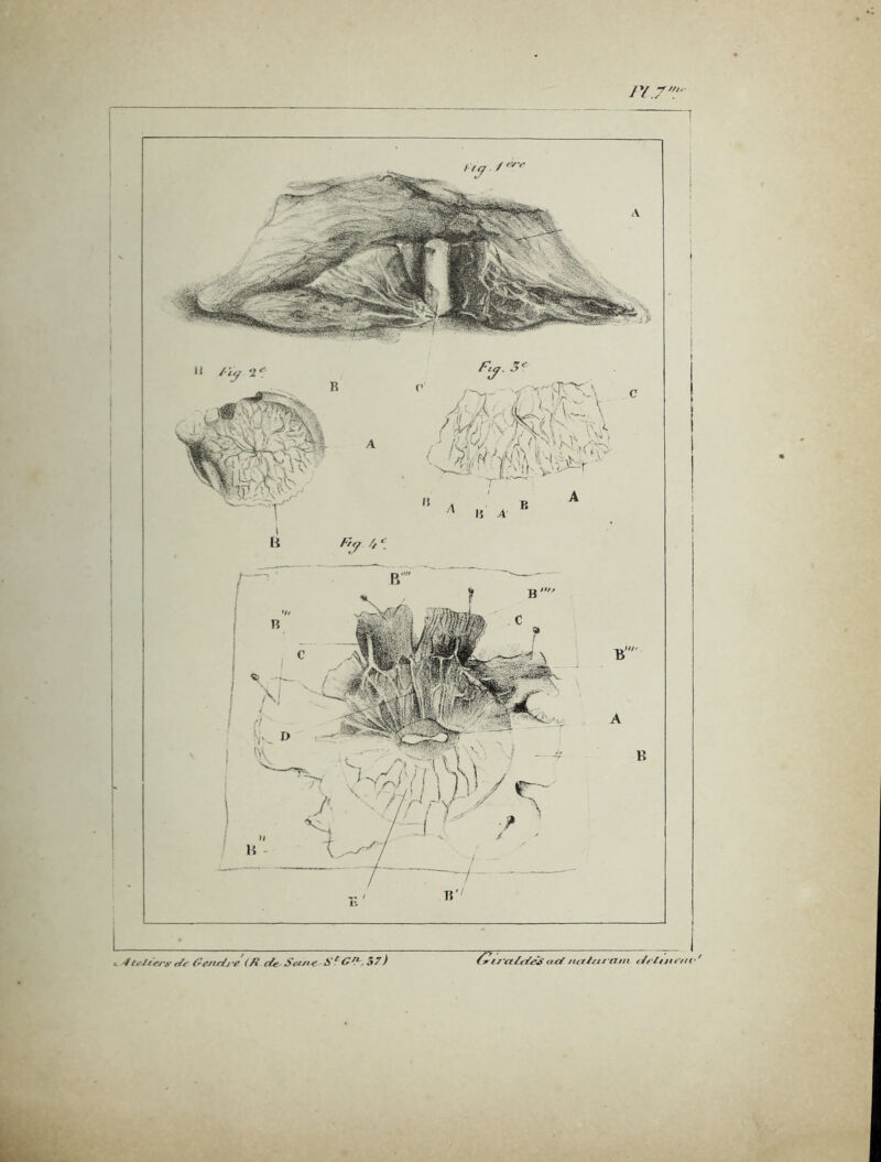 ■4té^-lrrjs’ ficjfr/j-p (/i cCe Sa-ft^ 57)