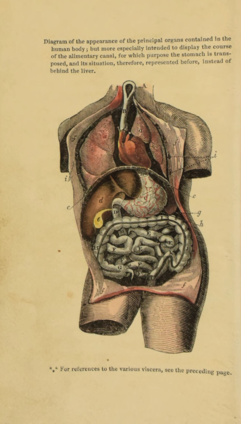 Diagram of the appearance of the principal organs contained in the human body j but more especially intended to display the course of the alimentary canal, for which purpose the stomach is trans- posed, and its situation, therefore, represented before, instead of behind the liver. *.* For references to the various viscera, see the preceding pugc