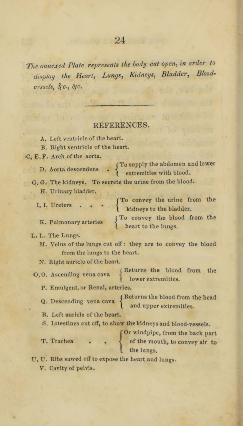 The annexed Plate represents the body cut open, in order to display the Heart, Lungs, Kidneys, Bladder, Bloods vessels, S,-C; SfC, REFERENXES. A. Left ventricle of the heart, B. Right ventricle of the heart. <C, E,F. Arch of the aorta. D. Aorta deacendens f To supply the abdomen and lower extremities with blood. G. G. The kidneys. To secrete the urine from the blood. H. Urinary bladder. I, I. Ureters . . K. Pulmonary arteries {To convey the urine from the kidneys to the bladder. {To convey the blood from the heart to the lungs. L. L. The Lungs. M. Veins of the lungs cut off: they are to convey the blood from the lungs to the heart. N. Right auricle of the heart. I Returns the blood from the 0,0. Ascending vena cava f I lower extremities. 1*. Emuigent, or Renal, arteries. „ (Returns the blood from the head Q. Descending vena cava < I and upper extremities. R. Left auricle of the heart. S. Intestines cut off, to show thekldneysand blood-vessels. !0r windpipe, from the back part of the mouth, to convey air to the lungs. U, U. Ribs sawed off to expose the heart and lungs. V. Cavity of pelvis.