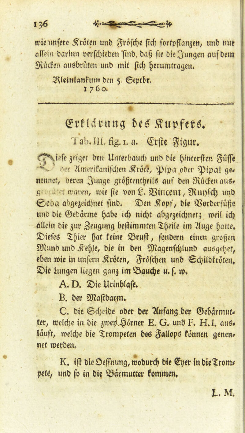trie »mfcrc Kröten unb ^rofc^c ftd) foi-fpfTiin^cn, unb nuif ofldn bai’inn terfd^UbenXtnb, ba^ fif bie^imgcn oufbem Svuefen auöbrüten unb mit ftd^ ^crumtra^eu. ^UinlanFum ben 5. ©ept^r. 1760. (E'tfidtiing Äupfeti^* 1 ab» UL fig. L a. (Jifre Unt^rbaud) unb bie ^intcrflgn Suffe, *^v Aer ^mi’riFonifdjen '’jpipa ober ^^(pal ge» ntnnet, oeren ^unge gro^tmti^eifs auf bcu 9\üden quö» ßr ä'rr pJüren, »ie fte Pon J5. ^irtCClU, !Kui)(cl) unb 0CDa at)ge5eid)net finb* $)cn ^opf, bie QSerberfü^e uuo bie ©ebdrme ^abe icb nid)C öbge^eidjnef; roed id) öüeiu bie jur Saugung bedimmfen ^b^ile im Tluge ^atte* 2)iereö ‘5^()ier 0at feine 23rufl; fpnbern einen grojjen S)itunb unb bje in ben 5)?agcnfd)(unb auö'gebef, eben tnie in unfern Kröten, Sfofdjen unb Sd;ilöfrdten* 5J)ie hingen liegen gan^ im ^auc^c «. f, w* A. D. ^ie Urinblafe. B. ber ÜJJaflbac^n* C. bie ©d)eibe ober ber ^nfong bet ©ebarmuf» ter, TOeId)e in bie ^roeij^orner E. G. unb F» HJ. aus» lauft, n>eld)e bie ‘trompeten beö SaÜopS fdnnen genen» net roerben* K. i|I bieöe|fnung,tpoburc^ bie l^per Inbie'^rom/ petö, unb fo in bi? ^drmutter fommen.