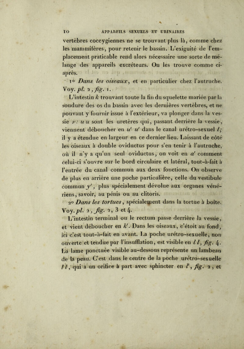 vertèbres coccygiennes ne se trouvant plus là, comme chez les mammifères, pour retenir le bassin. L’exiguité de l’em- placement praticable rend alors nécessaire une sorte de mé- lange des appareils excréteurs. On les trouve comme ci- après. i° Dans les oiseaux, et en particulier chez l’autruche. Voy.pl. 2 ,fig. i. L’intestin k trouvant toute la fin du squelette mariée par la soudure des os du bassin avec les dernières vertèbres, et ne pouvant y fournir issue à l’extérieur, va plonger dans la ves- sie v: u u sont les uretères qui, passant derrière la vessie, viennent déboucher en u' u' dans le canal urétro-sexuel /,* il y a étendue en largeur en ce dernier lieu. Laissant de côté les oiseaux à double oviductus pour s’en tenir à l’autruche, où il n’y a qu’un seul oviductus, on voit en a1 comment celui-ci s’ouvre sur le bord circulaire et latéral, tout-à-fait à l’entrée du canal commun aux deux fonctions. On observe de plus en arrière une poche particulière, celle du vestibule commun y1, plus spécialement dévolue aux organes véné- riens, savoir, au pénis ou au clitoris. 2° Dans les tortues, spécialement dans la tortue à boîte. Voy.pl. 2, Jig. 2, 3 et 4- L’intestin terminal ou le rectum passe derrière la vessie, et vient déboucher en k'. Dans les oiseaux, c’étoit au fond, ici c’est tout-à-fait en avant. La poche urétro-sexuelle, non ouverte et tendue par l’insufflation, est visible en II, fig. 4. La lame ponctuée visible au-dessous représente un lambeau de la peau. C’est dans le centre de la poche urétro-sexuelle II, qui a un orifice à part avec sphincter en fig. 2 , et