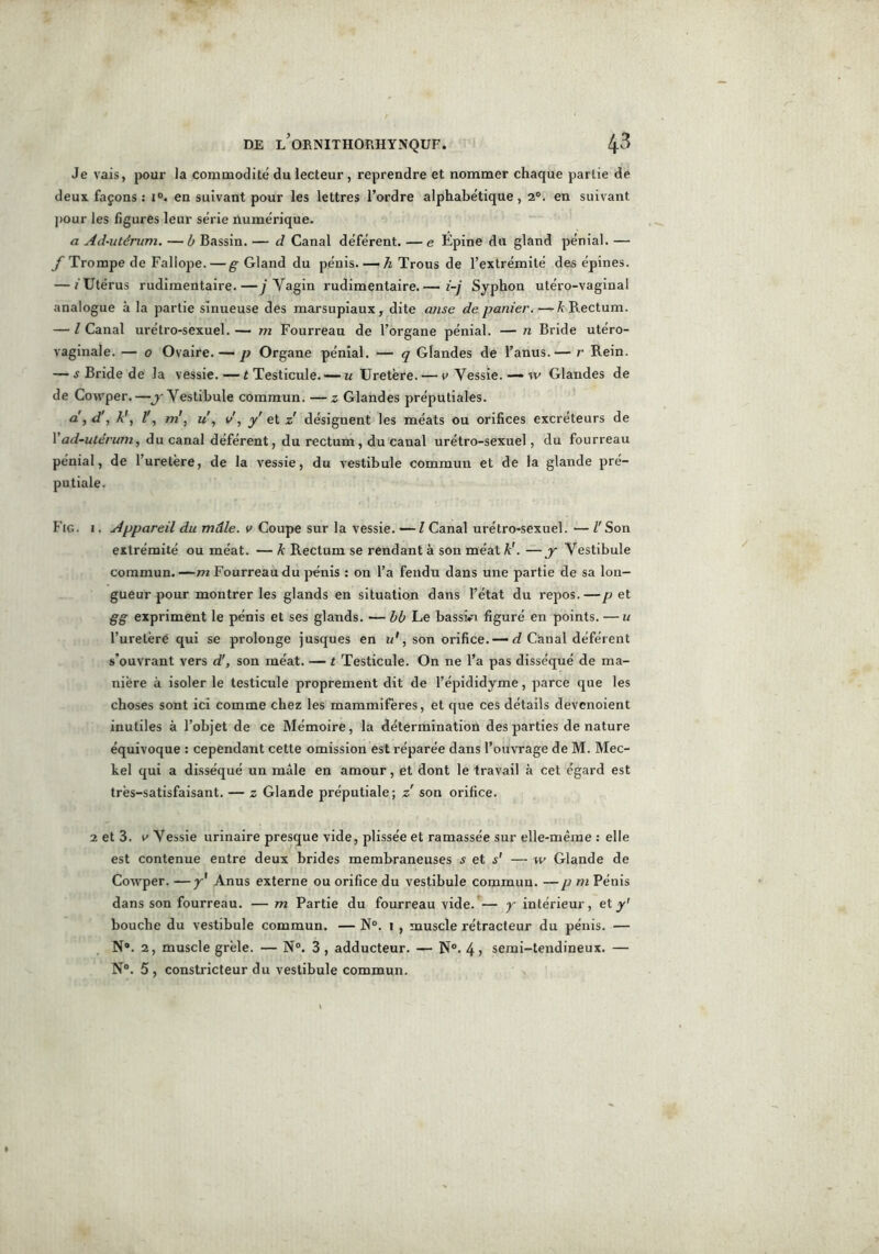 Je vais, pour la commodité du lecteur , reprendre et nommer chaque partie de deux façons : i°. en suivant pour les lettres l’ordre alphabétique, 2°. en suivant pour les figures leur série numérique. a Ad-utérum. —b Bassin. — d Canal déférent. — e Epine du gland pénial. — f Trompe de Faliope. — g-Gland du pénis. — h Trous de l’extrémité des épines. — /Utérus rudimentaire.—j Vagin rudimentaire.— i-j Syphon utéro-vaginal analogue à la partie sinueuse des marsupiaux, dite anse de panier. —& Rectum. — I Canal urétro-sexuel. — m Fourreau de l’organe pénial. — n Bride utéro- vaginale. — o Ovaire. — p Organe pénial. — q Glandes de l’anus.— r Rein. — j Bride de la vessie. — f Testicule. — u Uretère. — v Vessie. — w Glandes de de Cowper.—y Vestibule commun. —z Glandes préputiales. a , d', k', Z', m', u , o', y et z désignent les méats ou orifices excréteurs de Vad-utérum, du canal déférent, du rectum, du canal urétro-sexuel, du fourreau pénial, de l’uretère, de la vessie, du vestibule commun et de la glande pré- putiale. Fig. i . Appareil du mâle, v Coupe sur la vessie. — l Canal urétro-sexuel. — Z'Son extrémité ou méat. — k Rectum se rendant à son méat k'. —y Vestibule commun.—m Fourreau du pénis : on l’a fendu dans une partie de sa lon- gueur pour montrer les glands en situation dans l’état du repos.—p et gg expriment le pénis et ses glands. — bb Le bassiVi figuré en points. — u l’uretère qui se prolonge jusques en u', son orifice. — d Canal déférent s’ouvrant vers d', son méat. — t Testicule. On ne l’a pas disséqué de ma- nière à isoler le testicule proprement dit de l’épididyme, parce que les choses sont ici comme chez les mammifères, et que ces détails devcnoient inutiles à l’objet de ce Mémoire, la détermination des parties de nature équivoque : cependant cette omission est réparée dans l’ouvrage de M. Mec- kel qui a disséqué un mâle en amour, et dont le travail à cet égard est très-satisfaisant. — z Glande préputiale; z son orifice. 2 et 3. v Vessie urinaire presque vide, plissée et ramassée sur elle-même : elle est contenue entre deux brides membraneuses s et s' — w Glande de Cowper. —y' Anus externe ou orifice du vestibule commun. — p ni Pénis dans son fourreau. — m Partie du fourreau vide. — y intérieur, et y' bouche du vestibule commun. — N°. i , muscle rétracteur du pénis. — N®. 2, muscle grêle. — N°. 3 , adducteur. — N°. 4 ? semi-tendineux. —