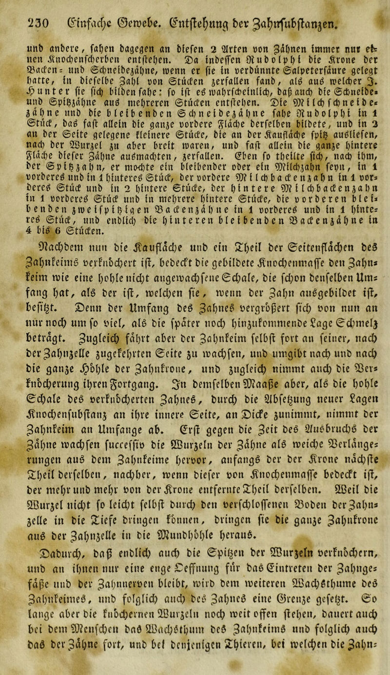 unb etnbere, faljett bagegeit an blefen 2 Wirten oon gähnen immer nur eh neu Änocbenfcherbcn entfielen. ®a tnbefTen 91 u b o Ip I) t bte Ärone bet ©acfen= unb ©chnelbejdljne, wenn et fie tu perbünnte ©alpeterfdure gelegt batte, in biefelbe ton ©tücfen verfallen fanb, alS auS welcher 3. Runter fie fid) bilben fahe: fo ifi eS wabrfcbeinltcb, bajjaucb bte ©cbtielbe* unb ©prahlte auö mehreren ©tücfett entliehen, ©le 9)?lieb fcbnelbe* 5ar&gt;nc unb bte bleibenben ©cbnetbejdhue fabe Oiubolphi tu l ©tuet, b«S fa(l allein bie ganje uorbere ftldche berfelben bilbete, unb in 2 an ber ©eite gelegene Heinere ©tücfe, bte an bet Äaufldcbe fpl£ auSliefen, naeb ber SBur^ei ju aber breit waren, unb faft allein bie ganje hintere Stdche biefer gdhne auSmachten, jerfaüen. (?ben fo theilte ftch, nach il)tu, ber ©pibiahn, er nto&lt;l)te ein bletbenber ober ein 91fllchjabn fepu, in l uorbercS unb in 1 hinteres ©tuet, ber oorbere 91? i l ch b a cf e it j a b n in l por* beres ©tuet unb itt 2 hintere ©tücfe, ber hintere 91? i Id) beteten jahn in l porbereS ©tücf unb in mehrere hintere ©tücfe, bte oorbereu blef* benben jwelfplfjlgen 93 a cf e n j d 1) n e in 1 porbereS unb in 1 hinter reS ©tuet, unb enblidj bie hinteren bleibenben 93acfenjähne in 4 btS 6 ©tücfen. 91ad)bem ttutt bie dtaufldd)e uttb ein Sf&gt;eil ber Seitenfladien beS ^aljnFeimS »erFnbdjert ifl, bebeeft bie gebilbete $nod)enmaffe beit %al)iu feint wie eine hohle nid)t augewachfeue Sd)ale, bie fd)oti betreiben Um« fang hat, als ber ifl, weldjett fie, wenn ber £abtt auSgebilbet ifl, heftet. Settn ber Umfang beS öergr&amp;ßert fiel; öon nun an tiurnodi untfo viel, als bie fpdter noch btt^ttfomntenbe Sage Schnielg betragt, ^iigfcidf) fahrt aber ber 3al)nf’eint fclbfl fort au feiner, nad) ber^ahngelle gugefehrten Seite 51t wadifctt, unb umgibt nach utib nad) bie gange SfoljU ber ^ahnf’roue, unb jugleich nimmt and) bie 9ßer* bn&amp;cherung ihren Fortgang. 3» bemfelben SKaafie aber, als bie l&gt;ol&gt;Ie Sd)ale beS oerfnbeherten ^ßhtteS, burd) bie 2lbfe^uttg neuer Sagen Ättodietifubflang an ihre innere Seite, an ©liefe guttimmt, nimmt ber ^ahnfeim an Umfange ab. Srfl gegen bie SluSbruchS ber ^dhne wadifen fuceefftö bie SBurjeln ber 3ah»e als meidie Verlange* rangen aus beut ^ahnfeime heroor, anfangs ber ber Grotte tiadifle Shrtl berfelben, nachher, wenn biefer uott Änochetmtaffe bebeeft ifl, ber mehr unb mehr uott ber Grotte entfeinte £heit berfelben. Slßeil bie SBurgcl nid&gt;t fo leid)t felbfl burd) ben nerfdiloffeneu 33obeit beinah«3 gelle in bie £iefe bringen fonnen, bringen fie bie gange ^ahufrone aus ber 3ah«$elle itt bie SRunbb&amp;hle heraus. SJaburd;, baf5 enbltd) auch bie Spieen ber Söurgeln öerfn&amp;chcrn, unb an ihnen nur eine ettge £efftttmg für baS Eintreten ber ^ahnge* fajic unb ber ^abtmevüen bleibt, wirb bem weiteren 2ßad)Stbume beS ^ahufeinteS, unb folglich and) beS 3ah»eS eine ©renge gefegt. So lange aber bie fubchernett Sffiurgcln noch weit offen flehen, bauertauch bei bem SOZcufchen baö 2Bad;6thunt bcö 3rtht^etmS utib folglich auch baS bcrv3üt)nc fort, unb bef bcnjenigcti Shieren, bei welchen bie 3al)«3
