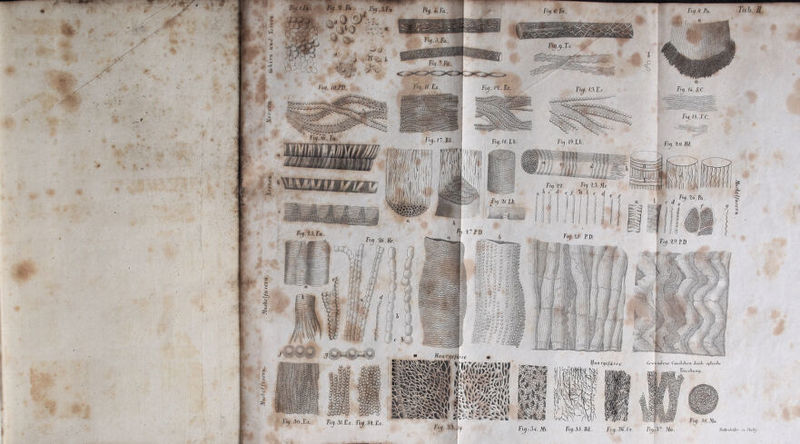 / p '/■' ir £ jtfv” Ficj. 4-.Fa Fiq.l.Fa (Ojaootw“1' ä -a -S“^ .>« ^'^^ü^gwaowJ0^0' 18. Lh Fy. 14. Pa k 17.P.D. Ficj. U.Fa Fy.1S.FR JflfejgS S ®d mm Hacircjefdise Haa rqc fasse Gcii'tinJcne Canal eil C ri JurcK opftxcKc rtfillk •or^.*-P)W Täuschu n q . Ü* |Äf t* j' ^ w Pi v * ■ *&amp; Ficj.31.Es. Fiy.3H.Es. mw # DuttenhoJ’er sc.Stuttq.